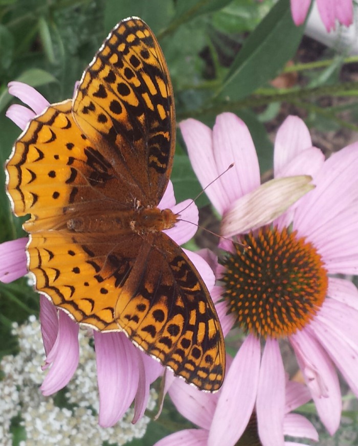 Butterfly Garden County of Union, New Jersey