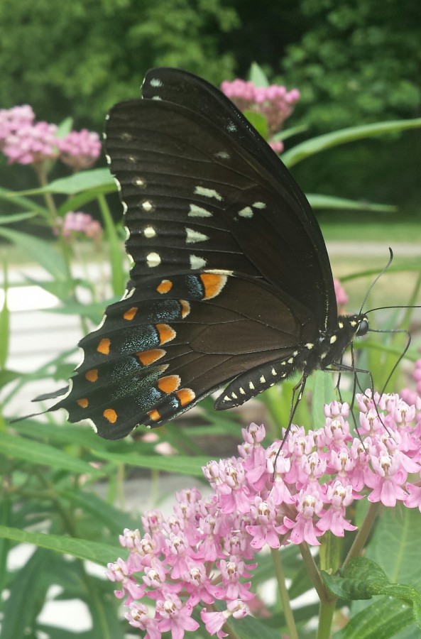 Butterfly Garden County of Union, New Jersey