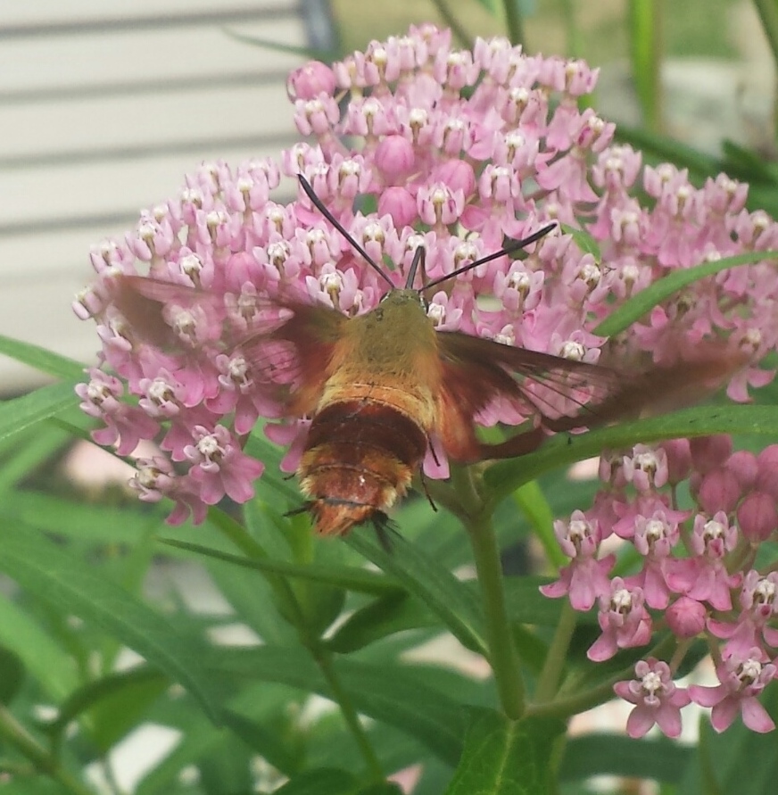 Butterfly Garden County of Union, New Jersey
