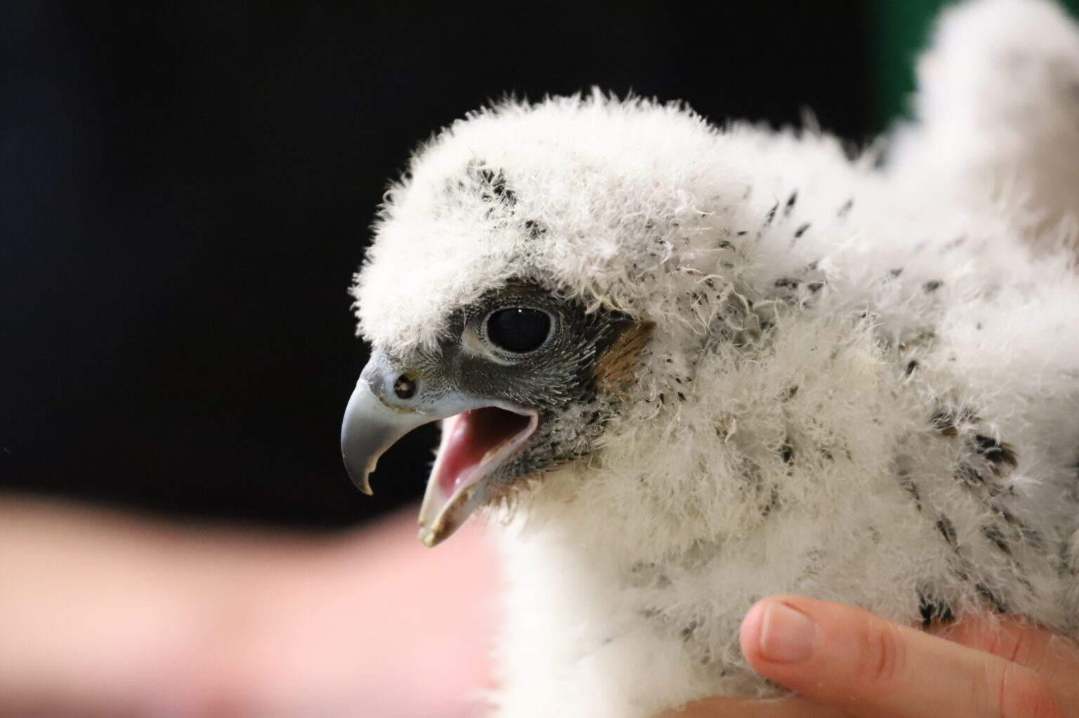 Updates – Union County Falcon Camera