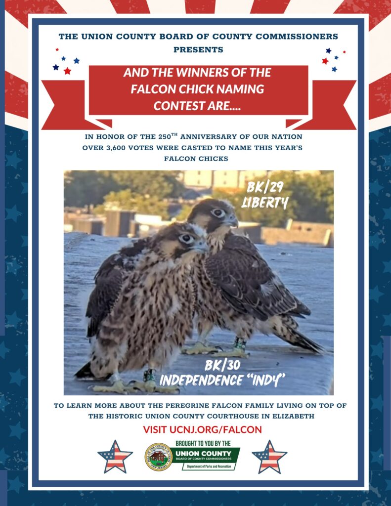 Winners of the Falcon Chick Naming Contest