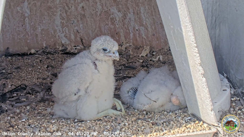 Help name Union County’s newest peregrine falcon chicks!