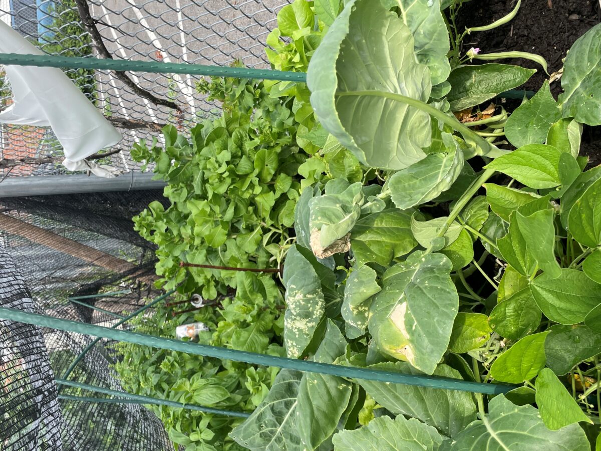 Pisc Cat Portuguese Instructive Social Club (PISC) – Union County Plant A Seed Blog