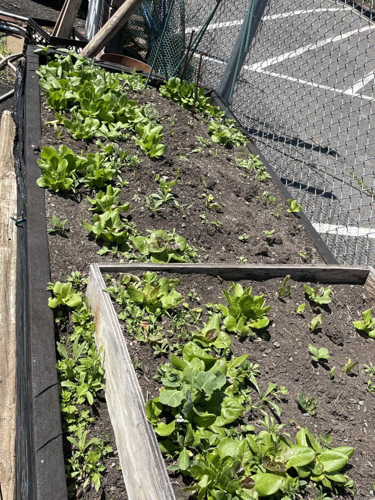 Pisc Cat PISC – Union County Plant A Seed Blog