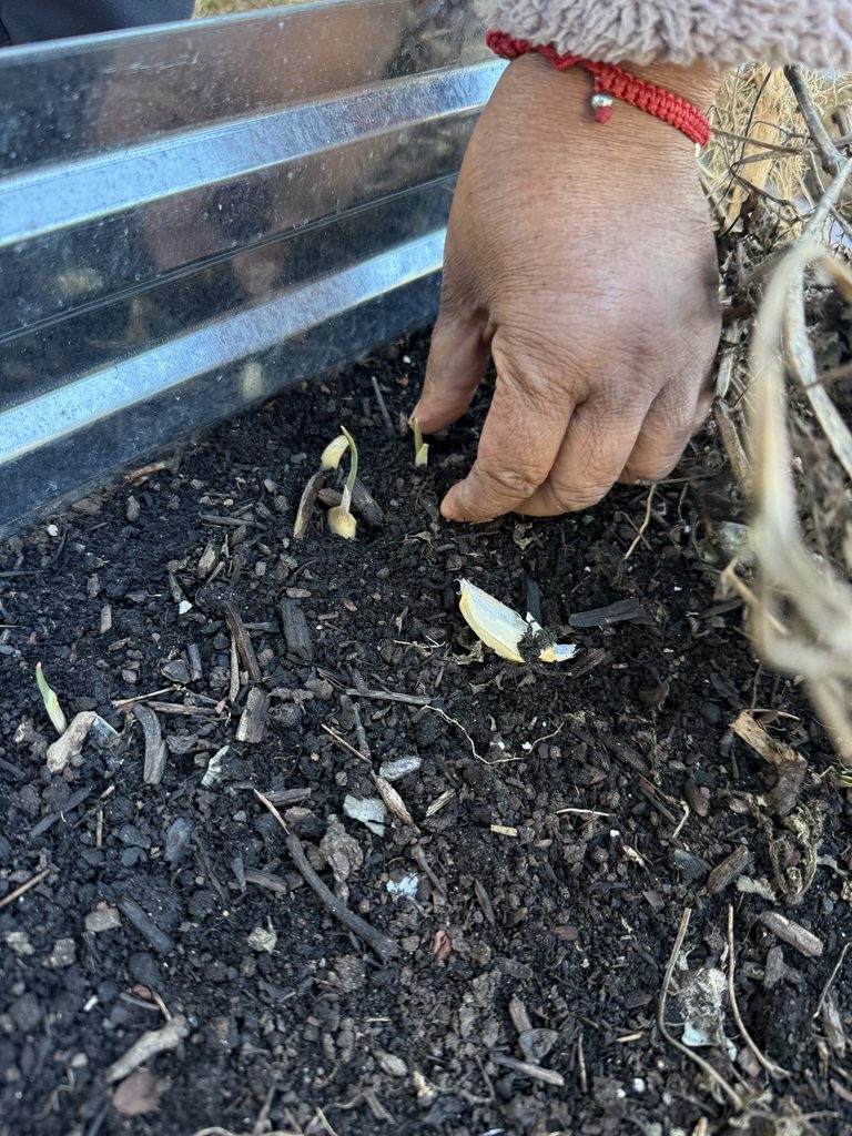 photo of a hand reaching towards a sprouting garlic scape