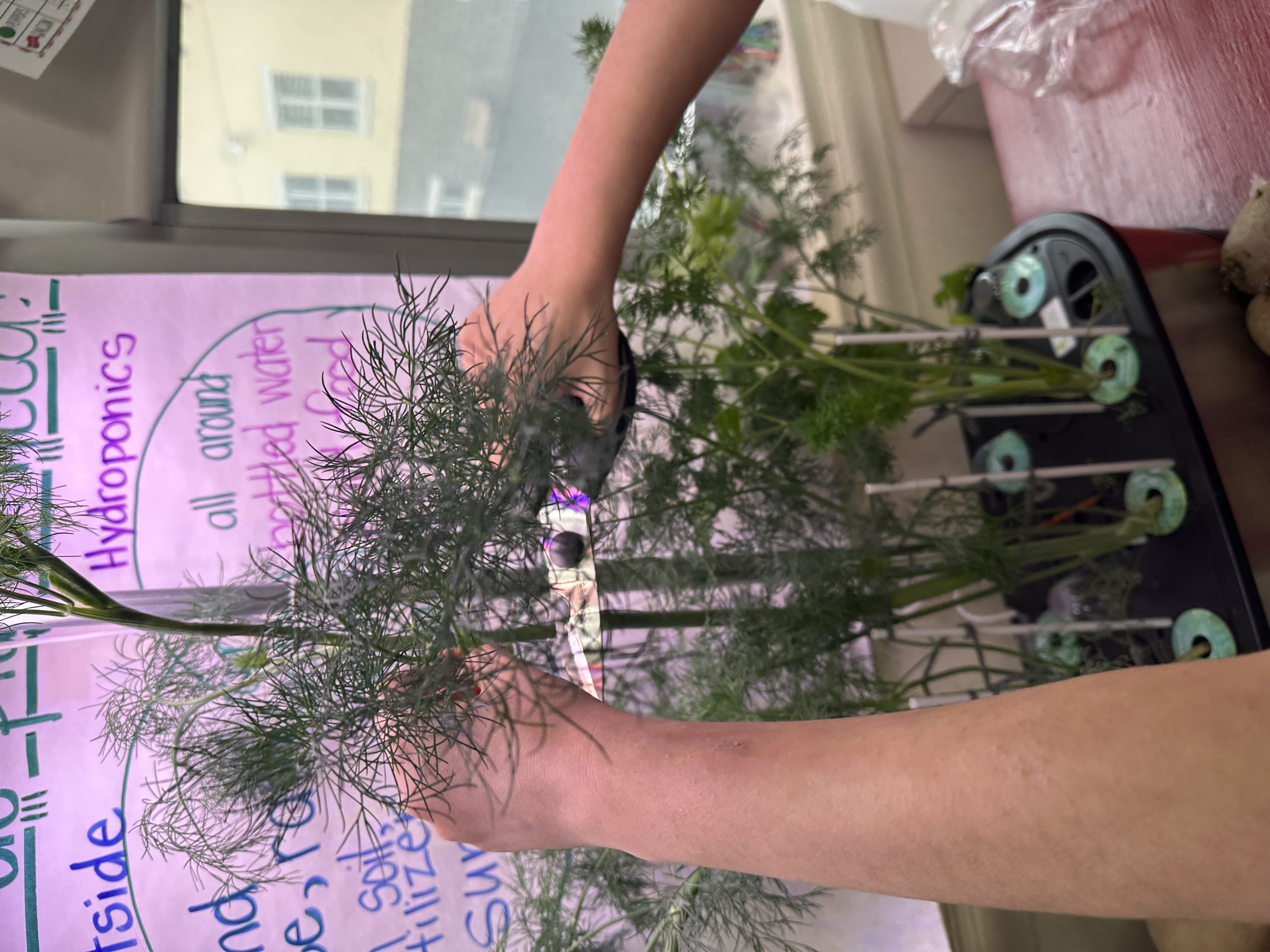 Student harvesting fresh dill from a hydroponic garden