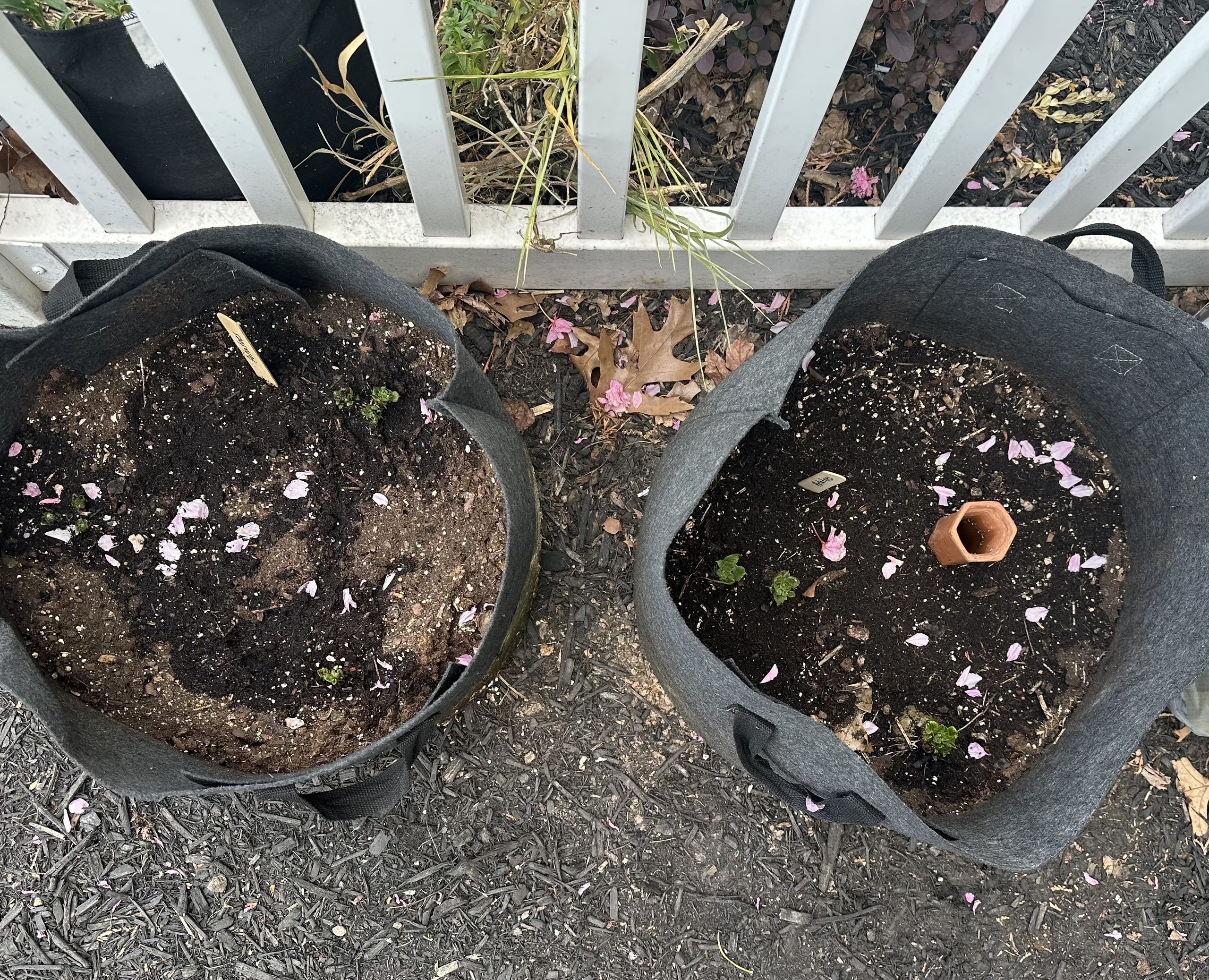 image of two black colored grow bags filled with potato plants. image shows new leaves emerging from grow bags 