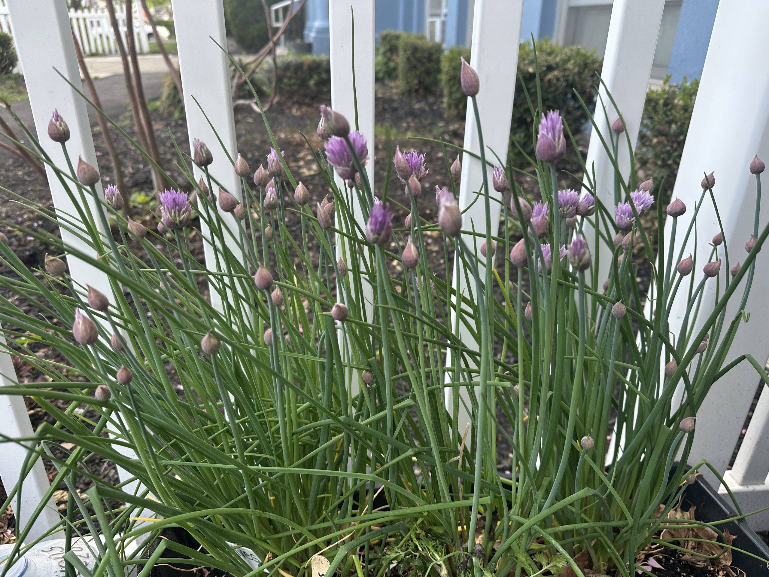image of blooming chive plant 