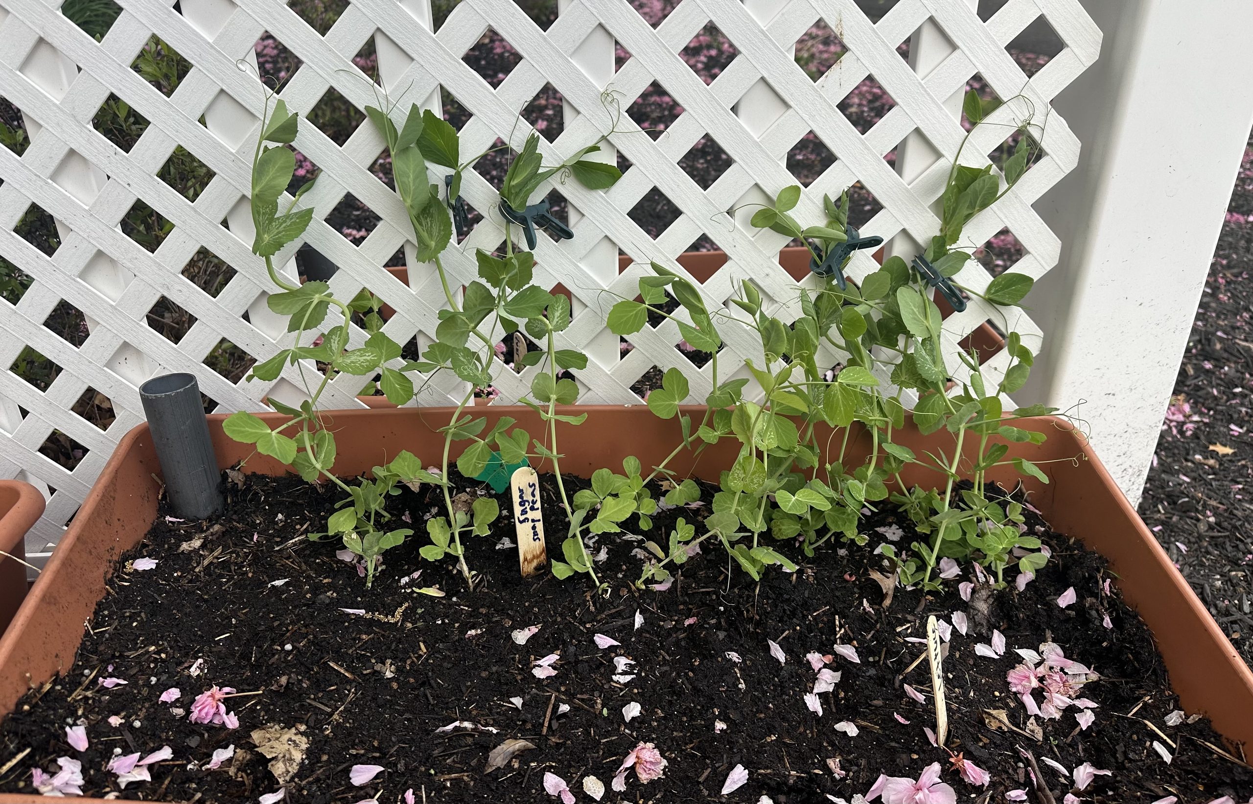 image of sugar snap pea plant groeing in an outdoor container