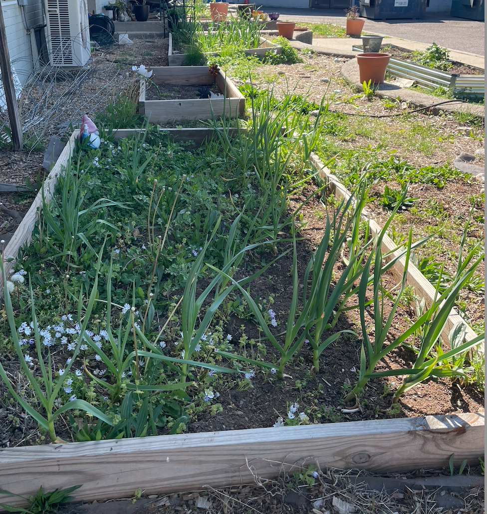 image of garlic plants inside a wooden raised garden bed