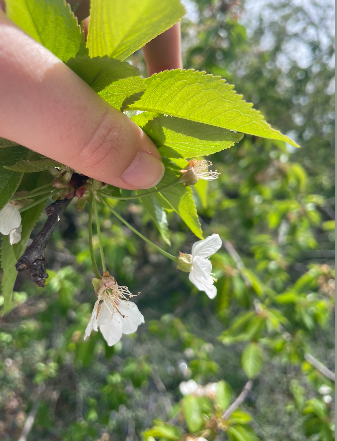 A close-up photo of a hand holding a flowering cherry tree branch