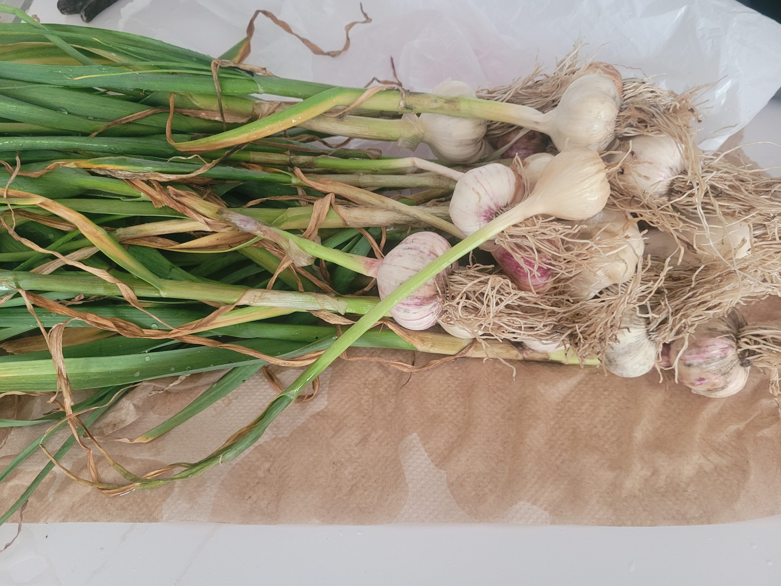 image of a bundle of freshly harvested garlic bulbs with long green stalks resting on brown paper napkin