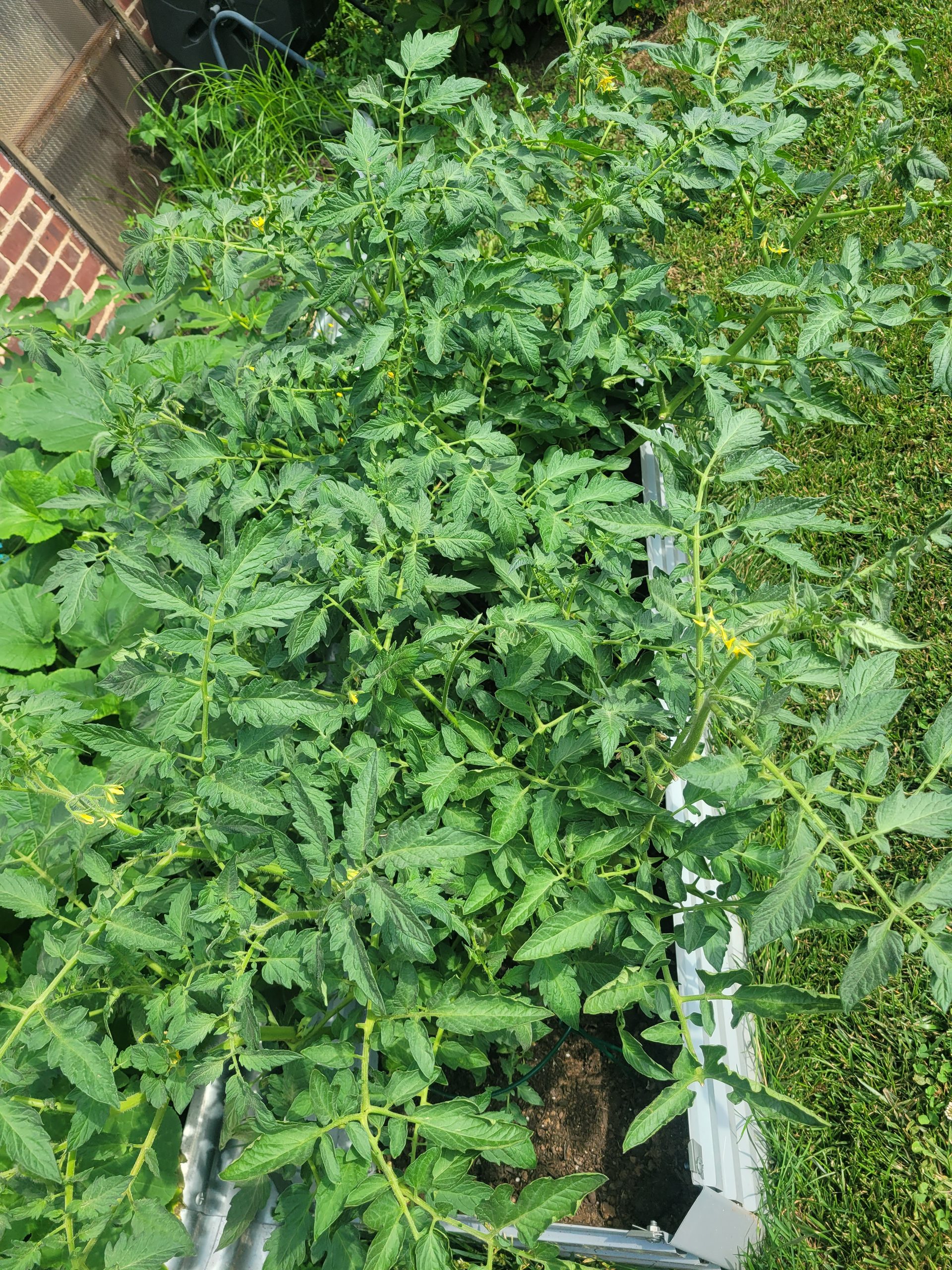 A dense, leafy green tomato plant with small yellow flowers growing inside a metal raised garden bed on a lawn.