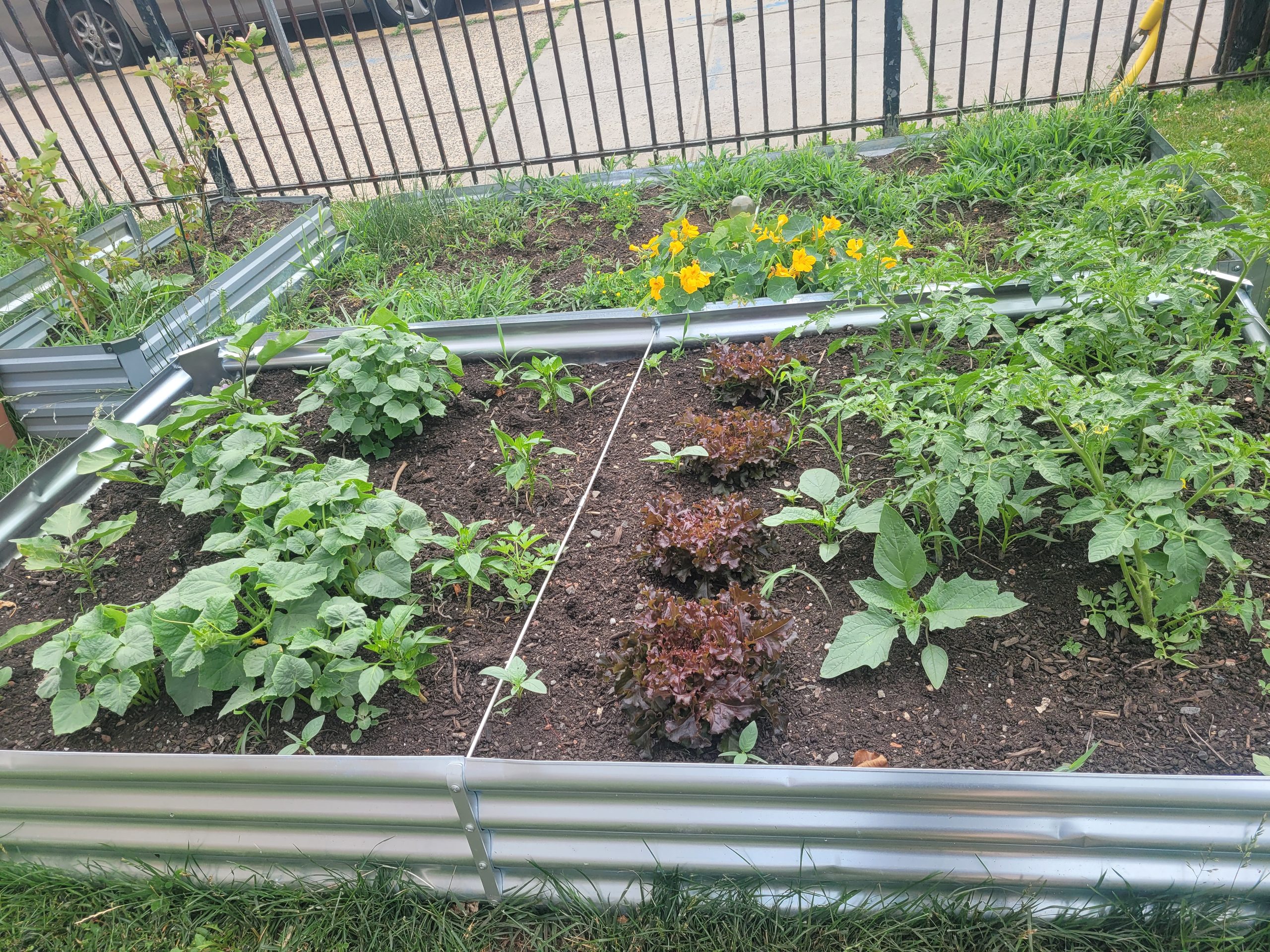 Image of raised garden bed filled with rows of vegetable plants, including leafy greens, peppers, and tomatoes, set against a black fence.