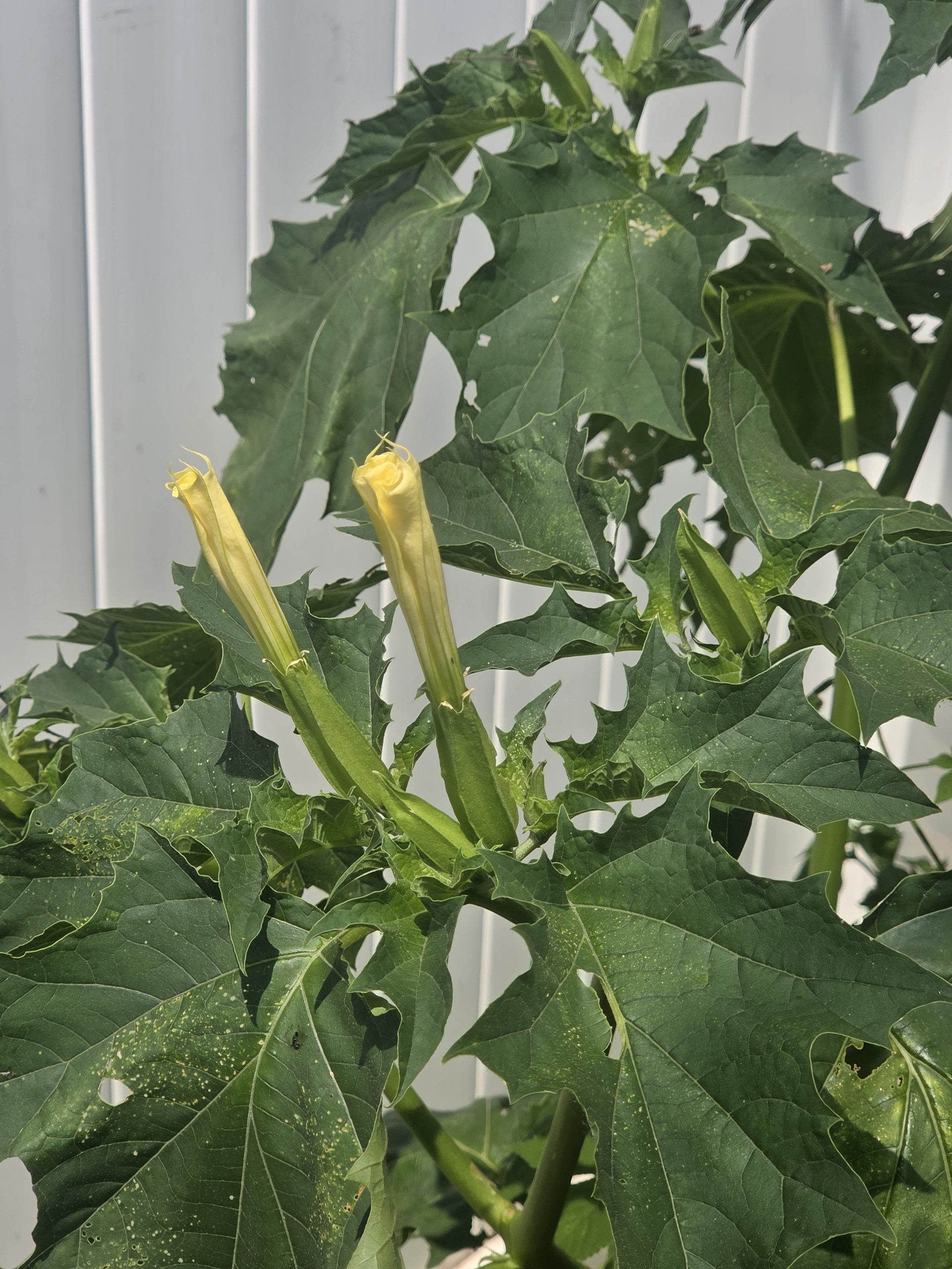 Close-up photo of a leafy, dark green plant with pale yellow horn-shaped flower buds