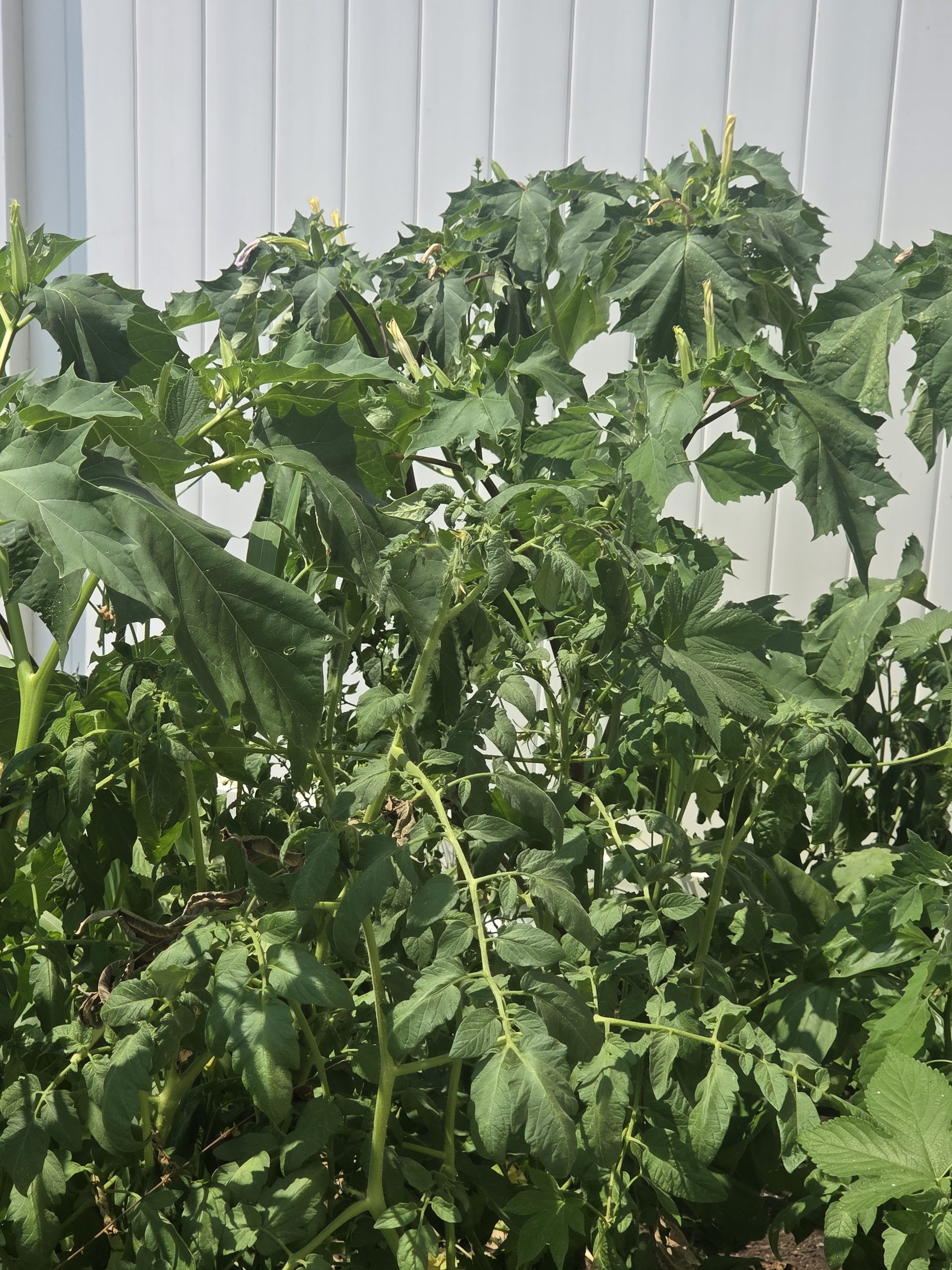 A second image of a leafy, dark green plant with pale yellow horn-shaped flower buds