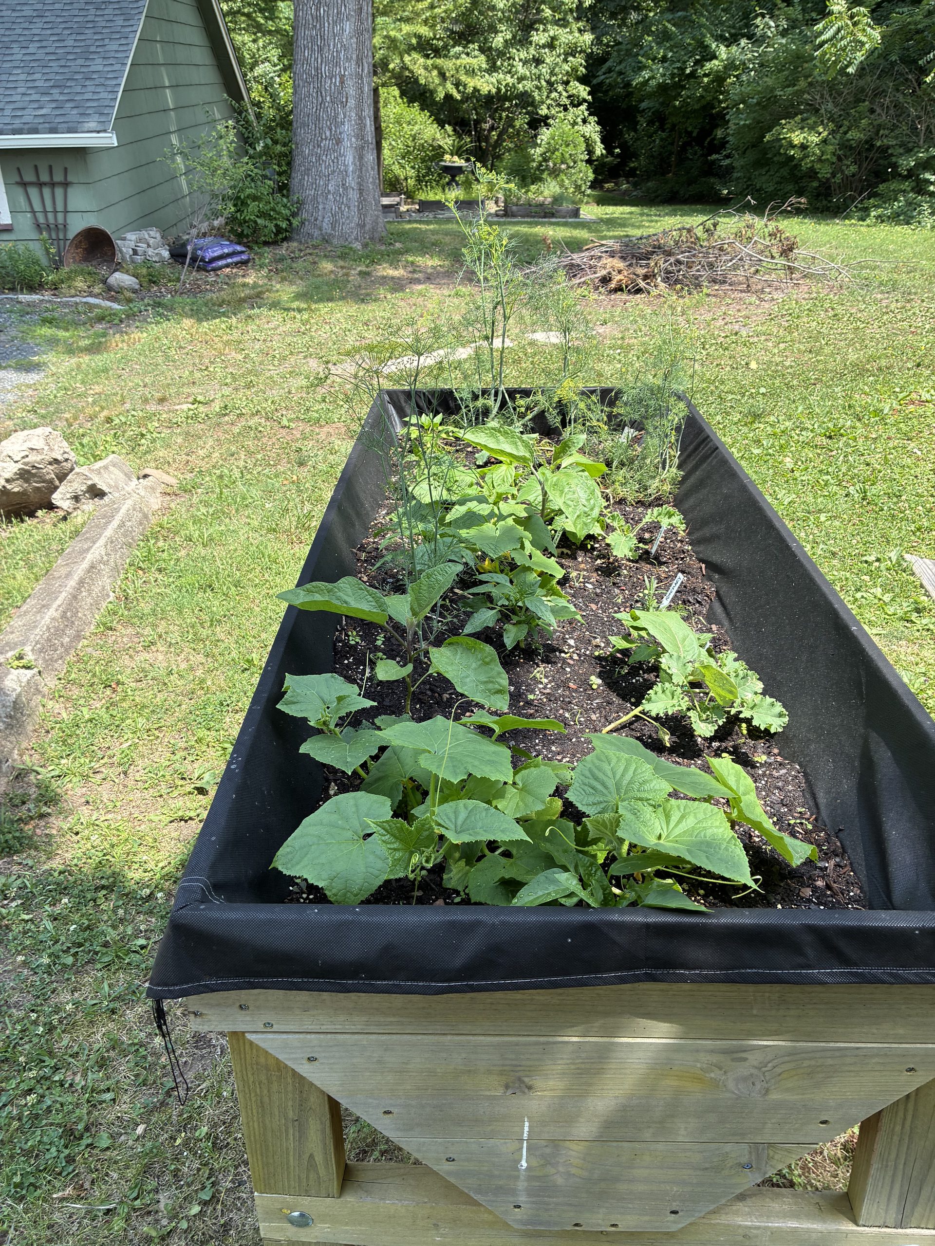 Image of ADA black planter filled with cucumber, pepper, rosemary and dill and other plants. 