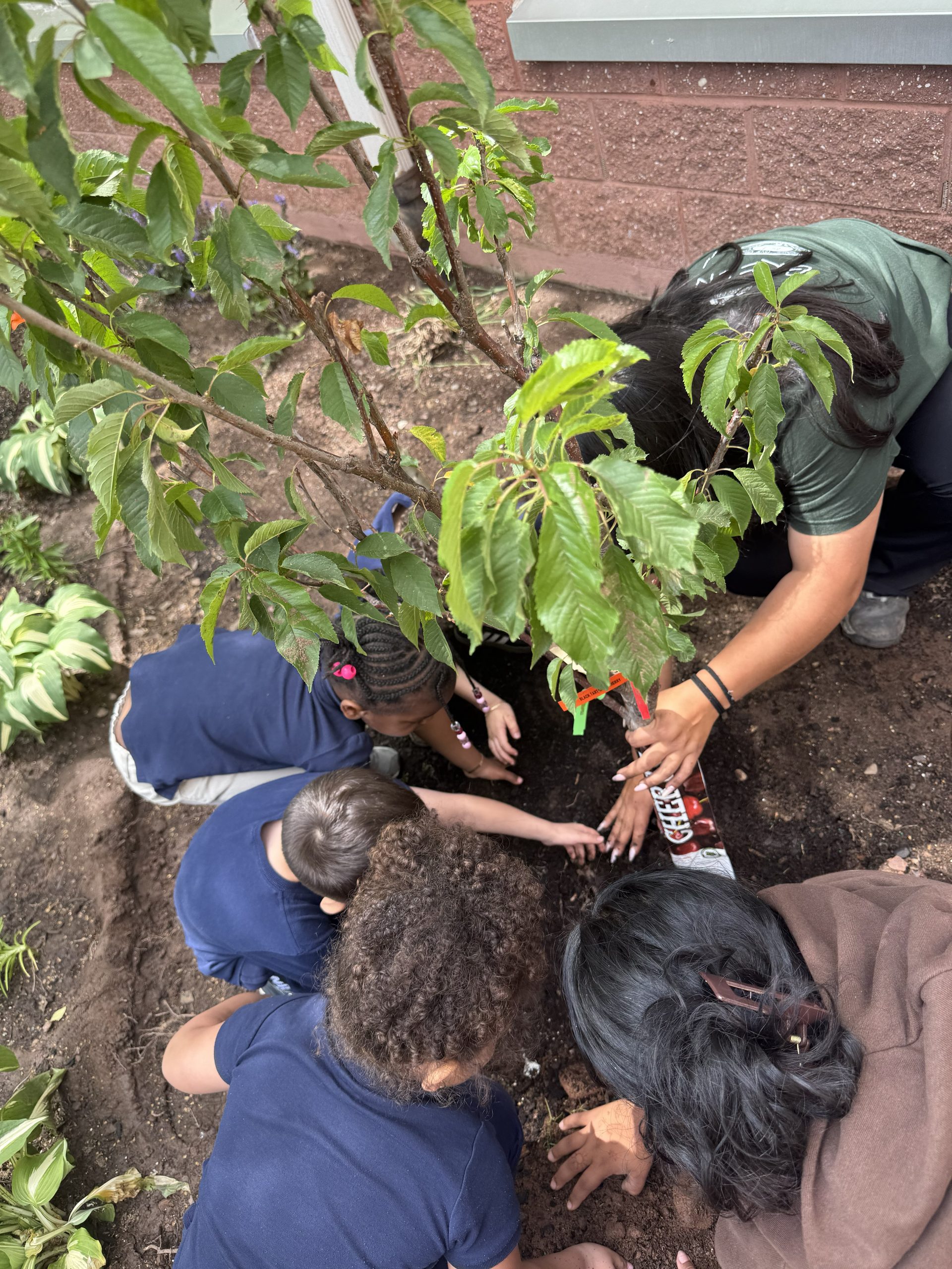 School No. 52 students and Groundwork Elizabeth staff planting a cherry tree