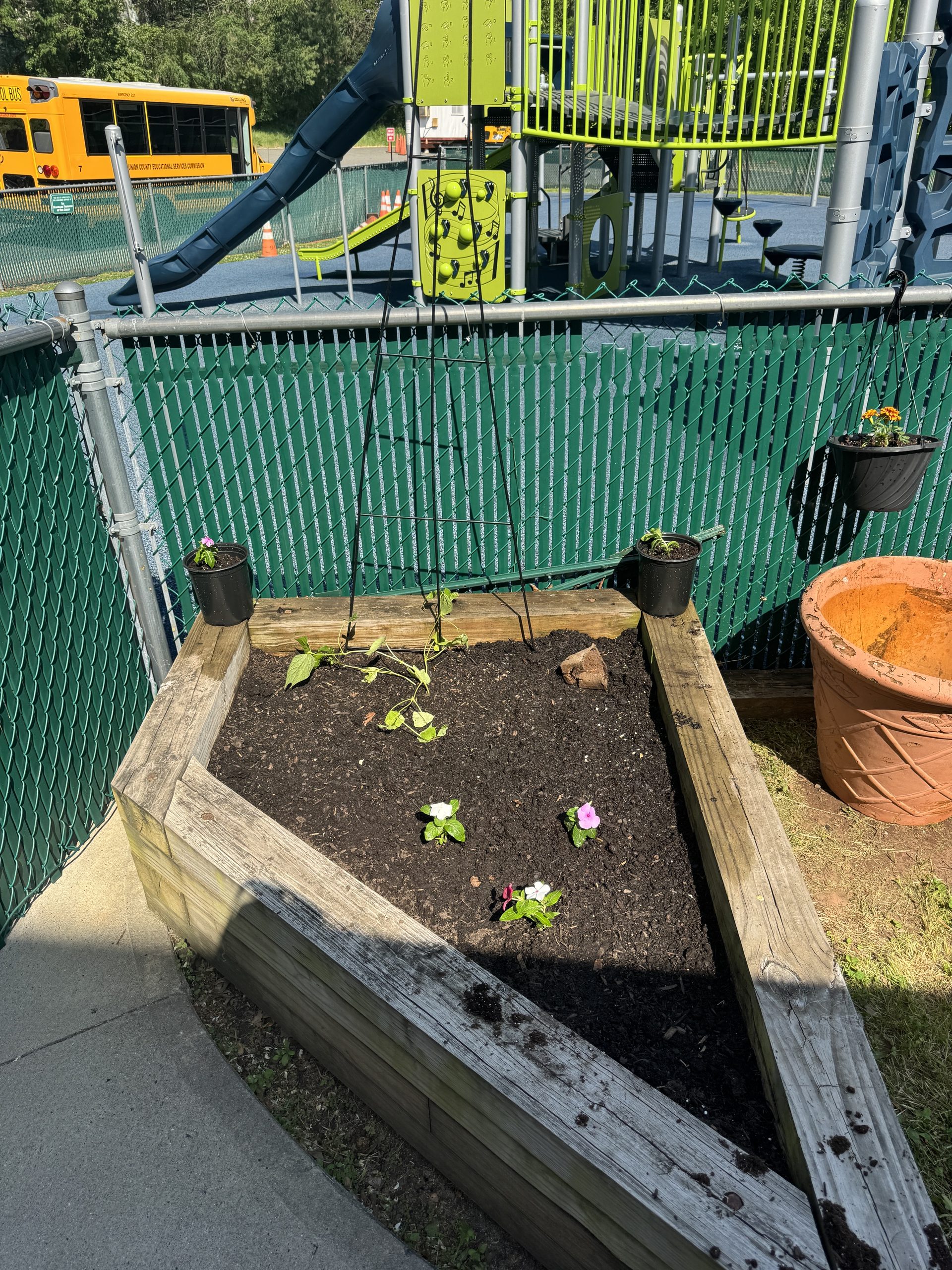small flower plants in a raised plant bed