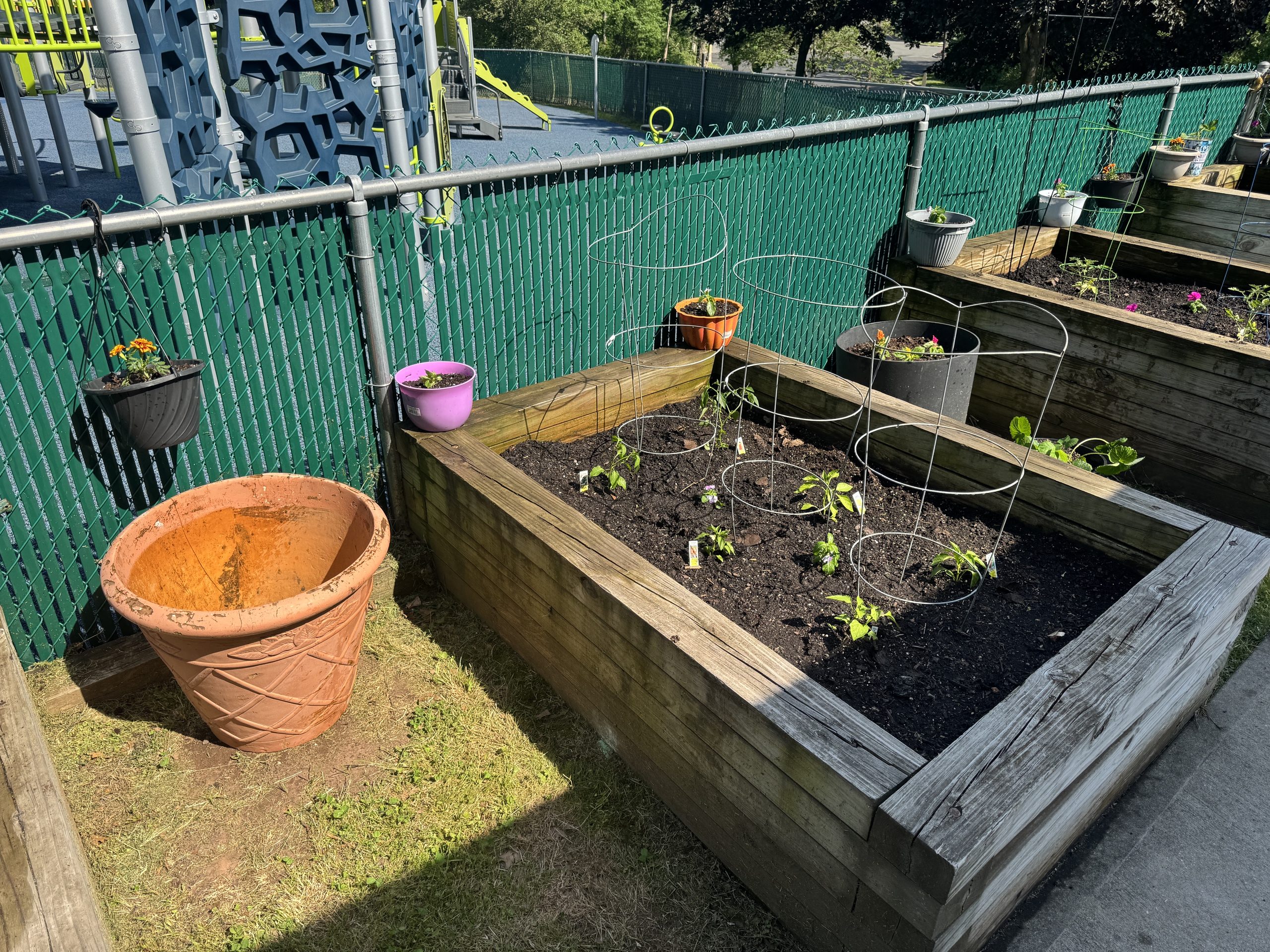 another image of raised garden bed with small green plant starts, surrounded in wire tomato cages.