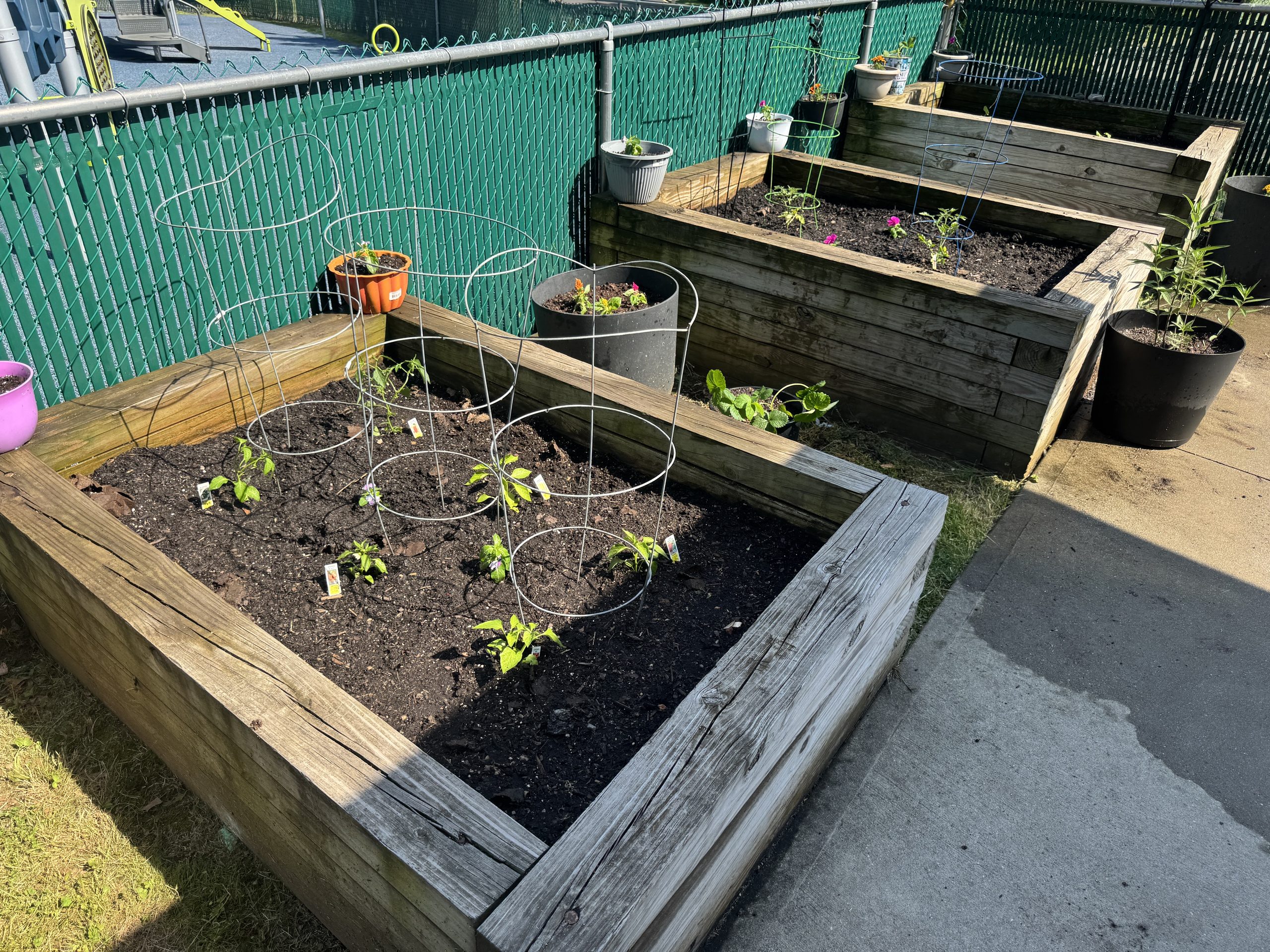 image of raised garden bed with small green plant starts, surrounded in wire tomato cages.