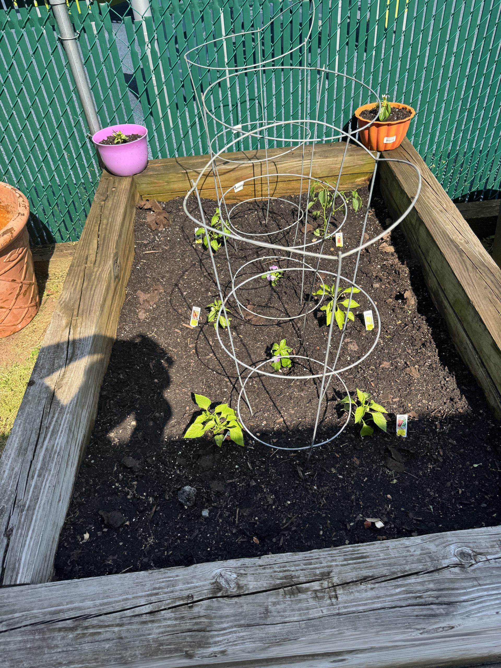 image of raised garden bed with small green plant starts, surrounded in wire tomato cages.