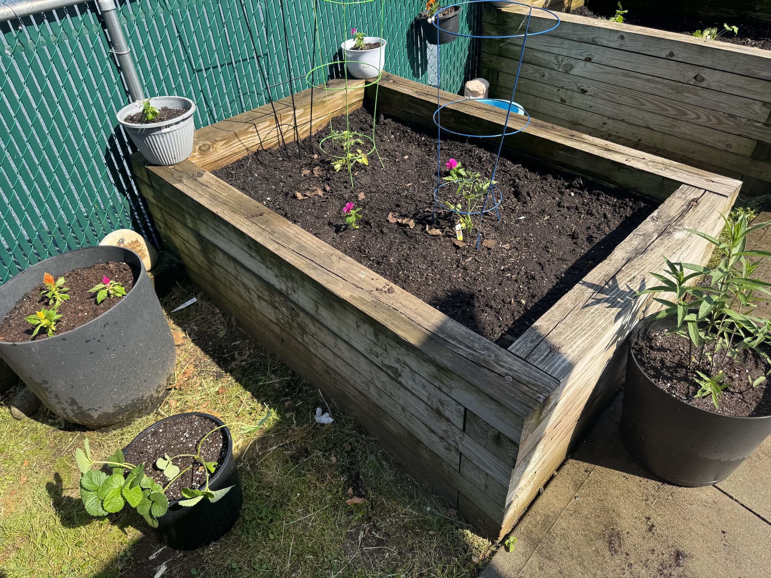 image of raised garden bed with small green plant starts, surrounded in wire tomato cages.