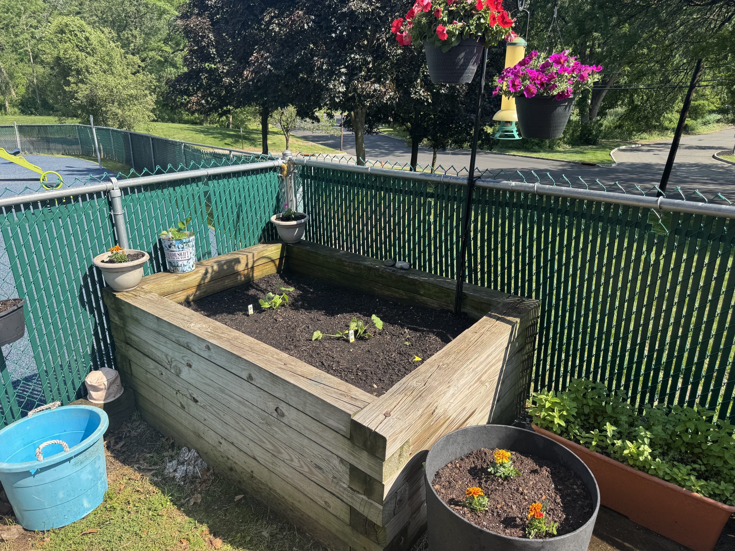 image of raised garden bed with small green plant starts.