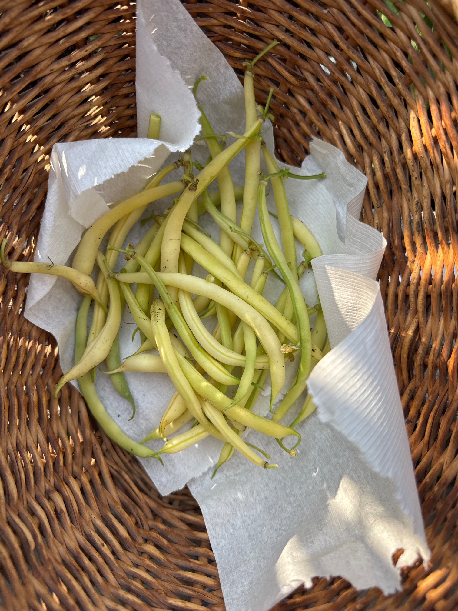 image of freshly harvested wax beans on a paper towel inside a woven brown wicker basket