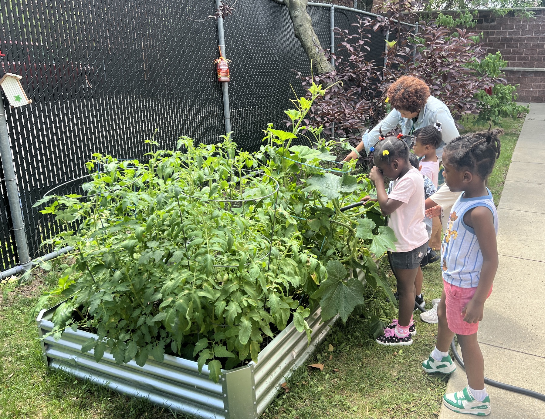 Photo of teacher and students tending to the raised garden bed at School No. 51