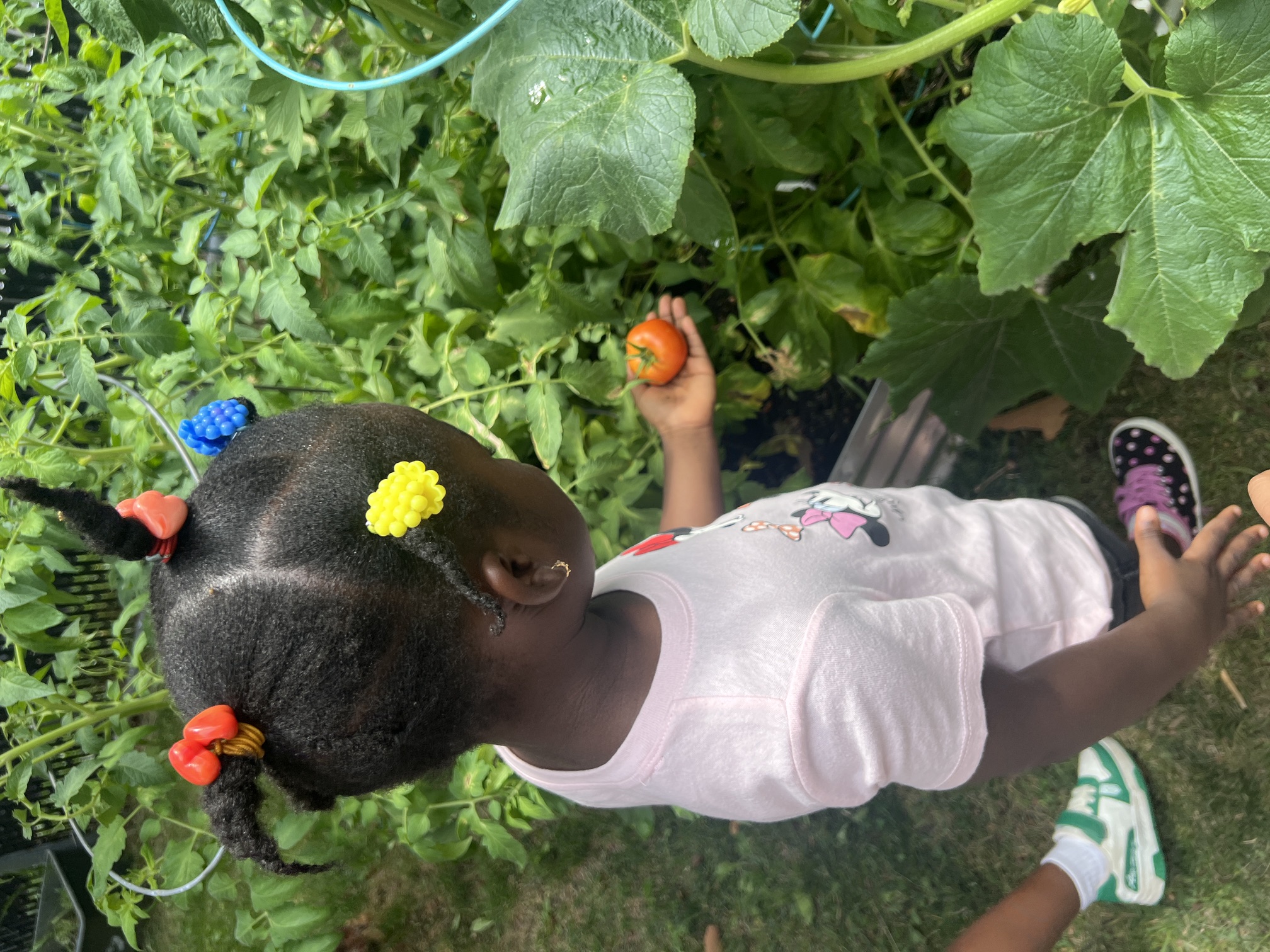 School No. 51 student holding a red-orange tomato in her hand. 