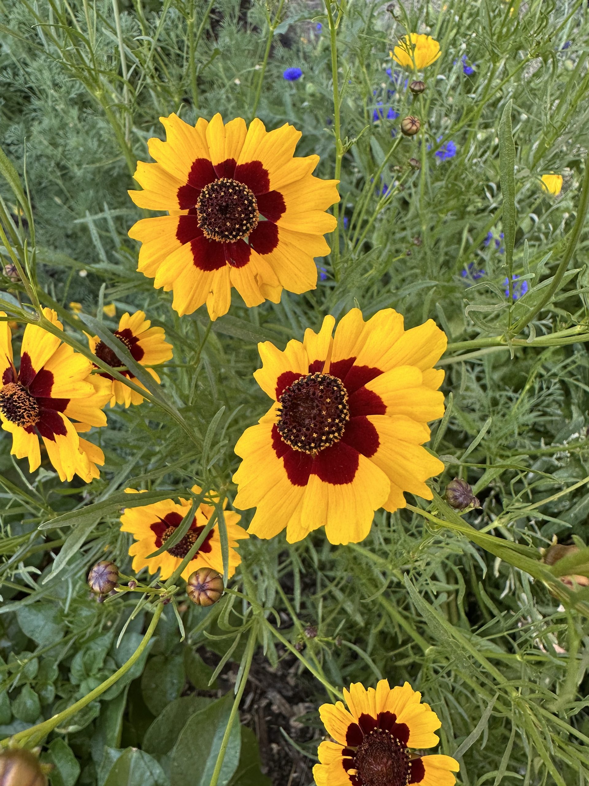 close up image of vibrant coreopsis flower blossoms, bright-yellow petals with a deep burgundy textured center