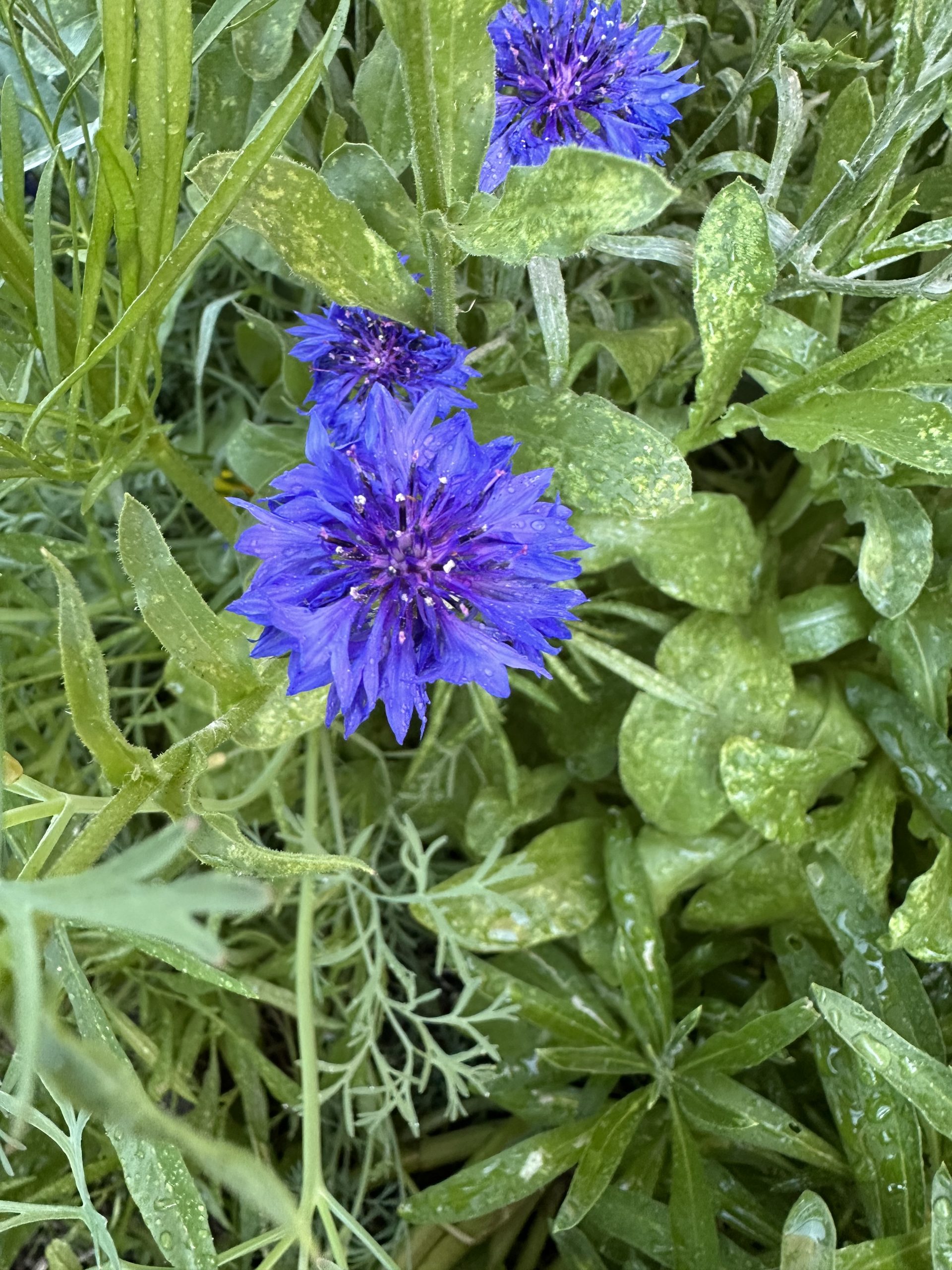 Close up image of vibrant bachelor's button flowers. Fringed royal blue papery petals that fade to a purplish center