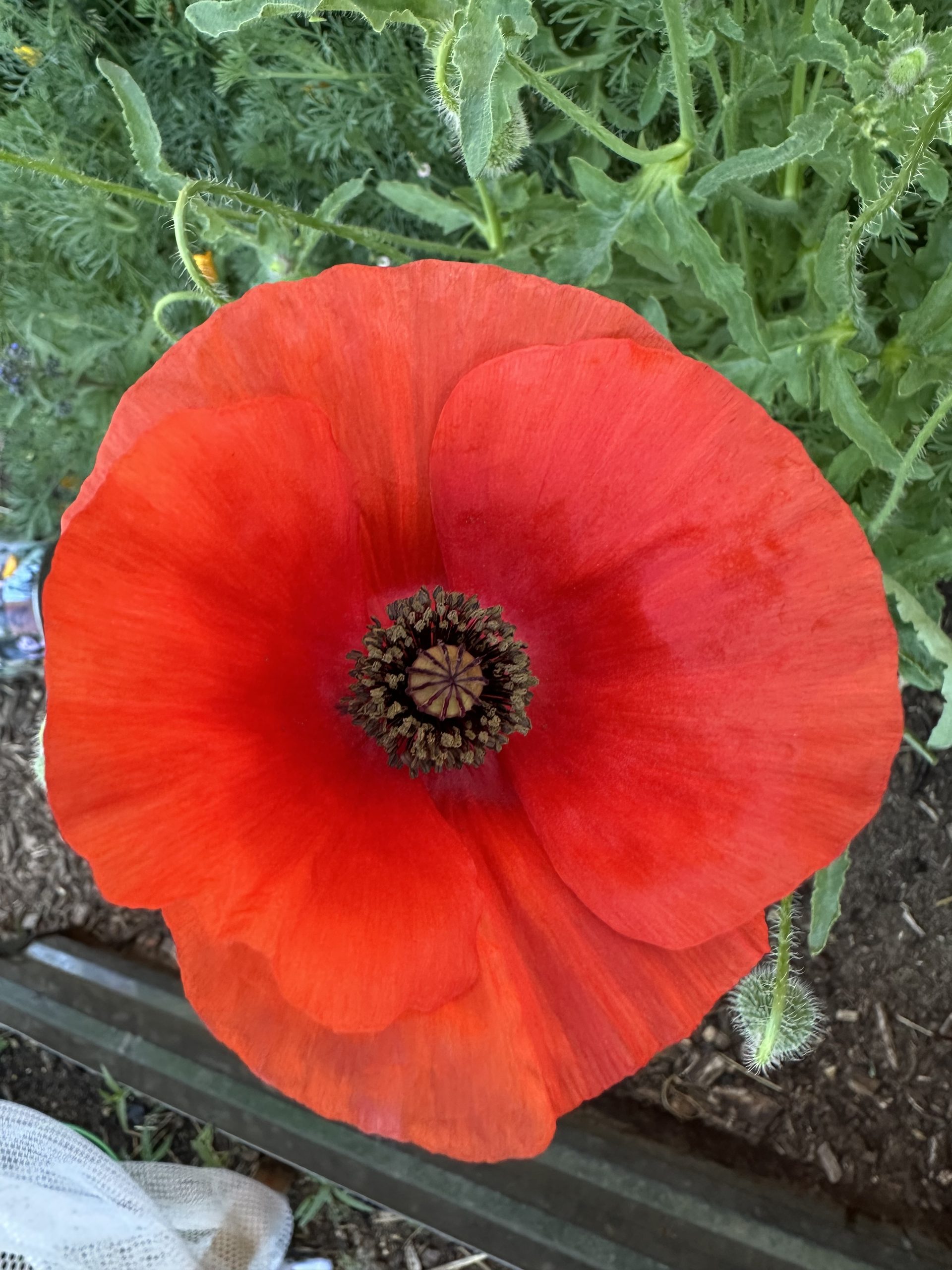 close up image of a poppy flower