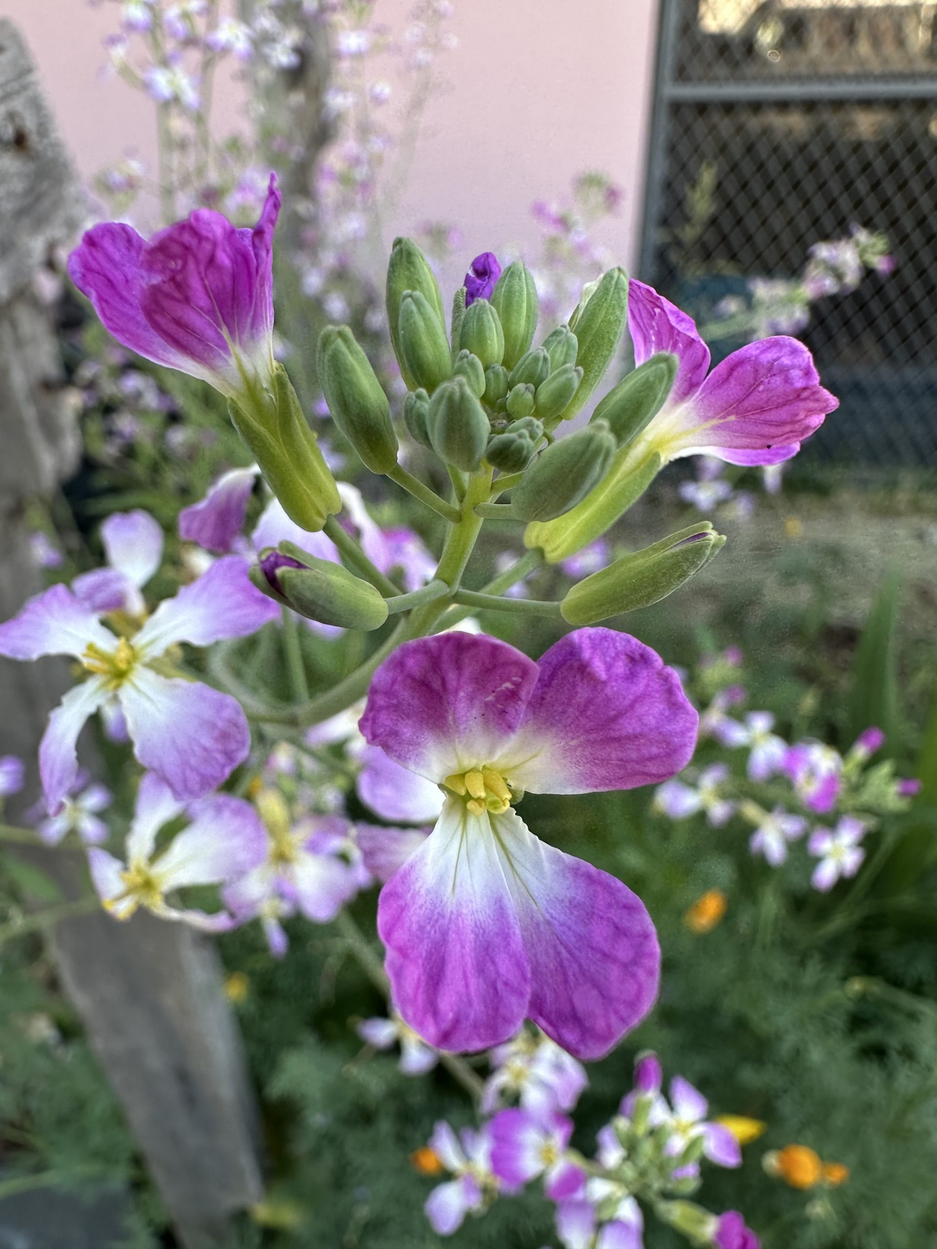 close up image of a blooming radish plant. Rich magenta petals that fade to white centers with yellow stamens