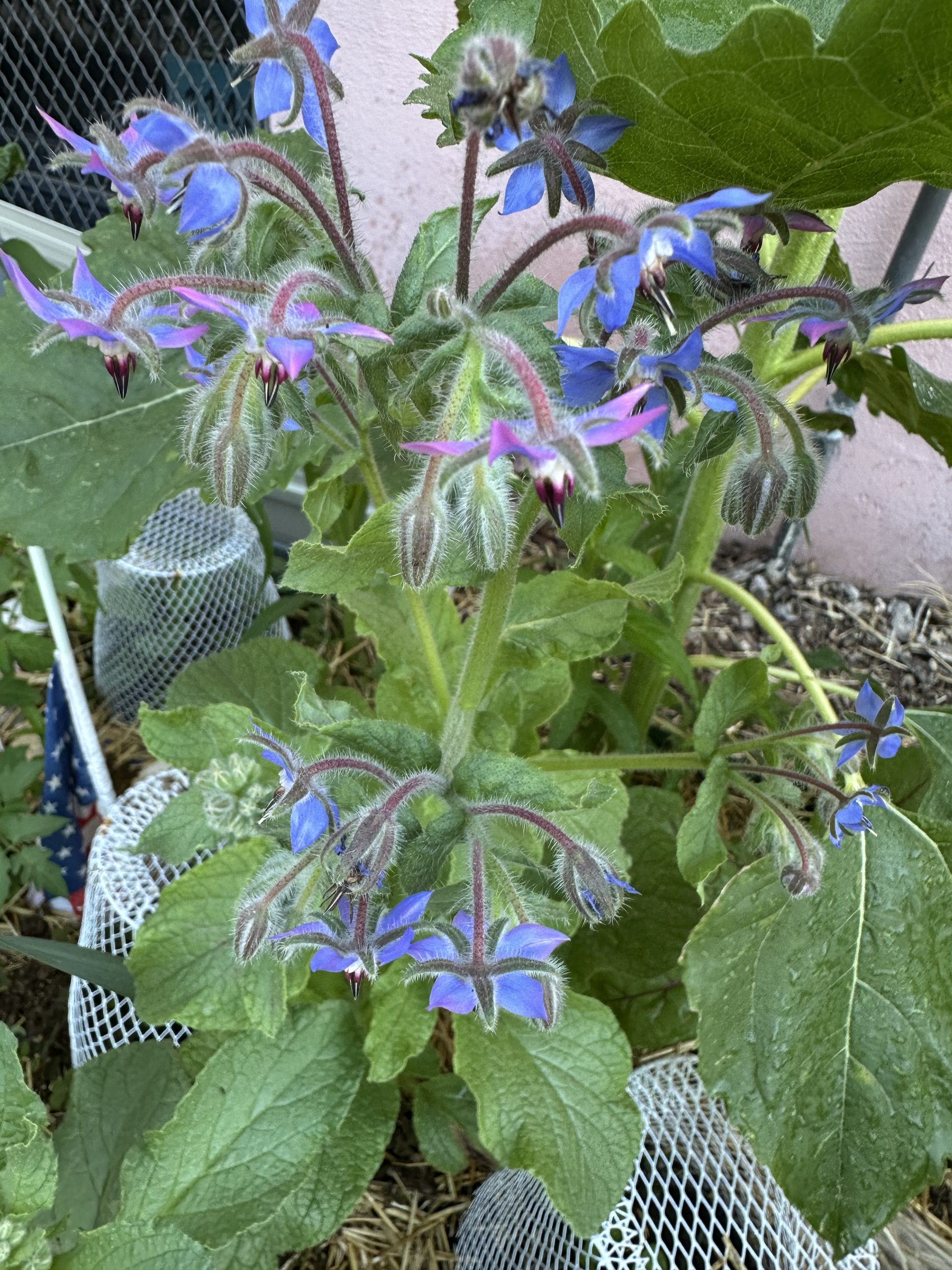 Close up image of borage plant with bright bluish and pinkish hued star shaped flowers