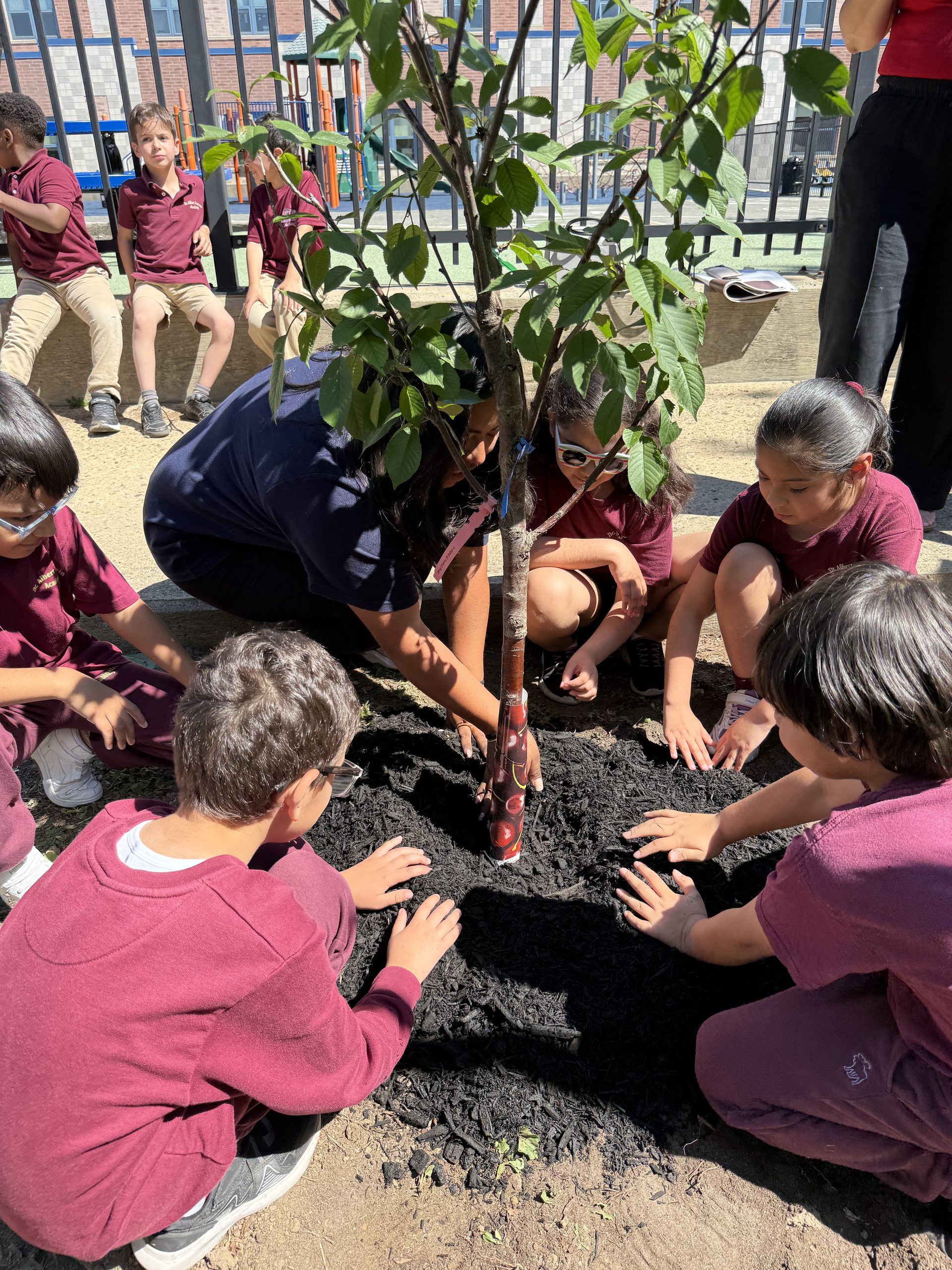 Dr. Albert Einstein Academy students and a Groundworks Elizabeth representative covering their newly planted cherry tree with soil