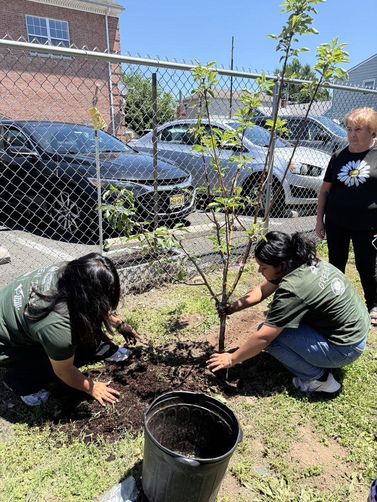 Groundworks Elizabeth staff planting the apple tree