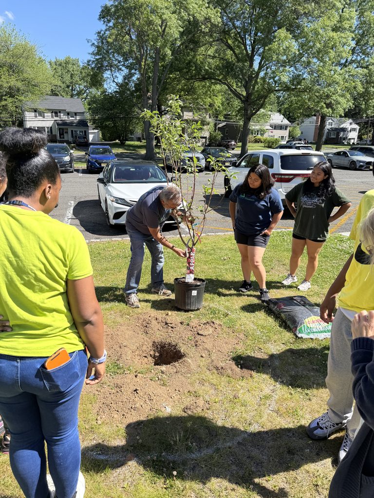Students planting a tree.