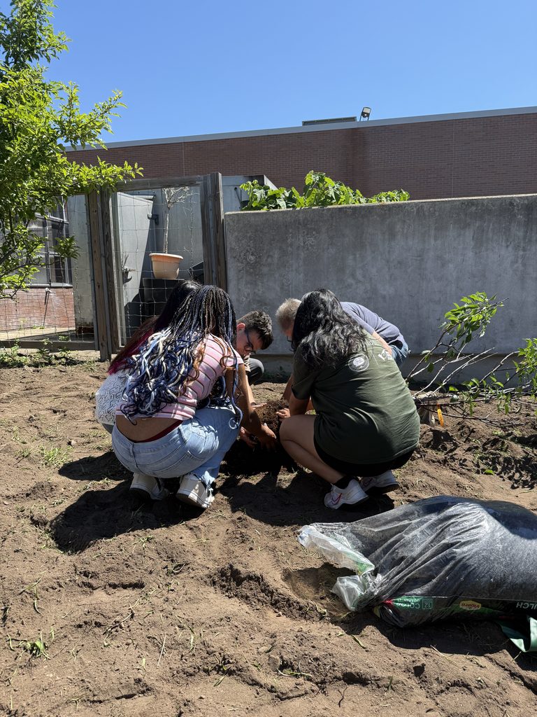 Students planting a cherry tree.