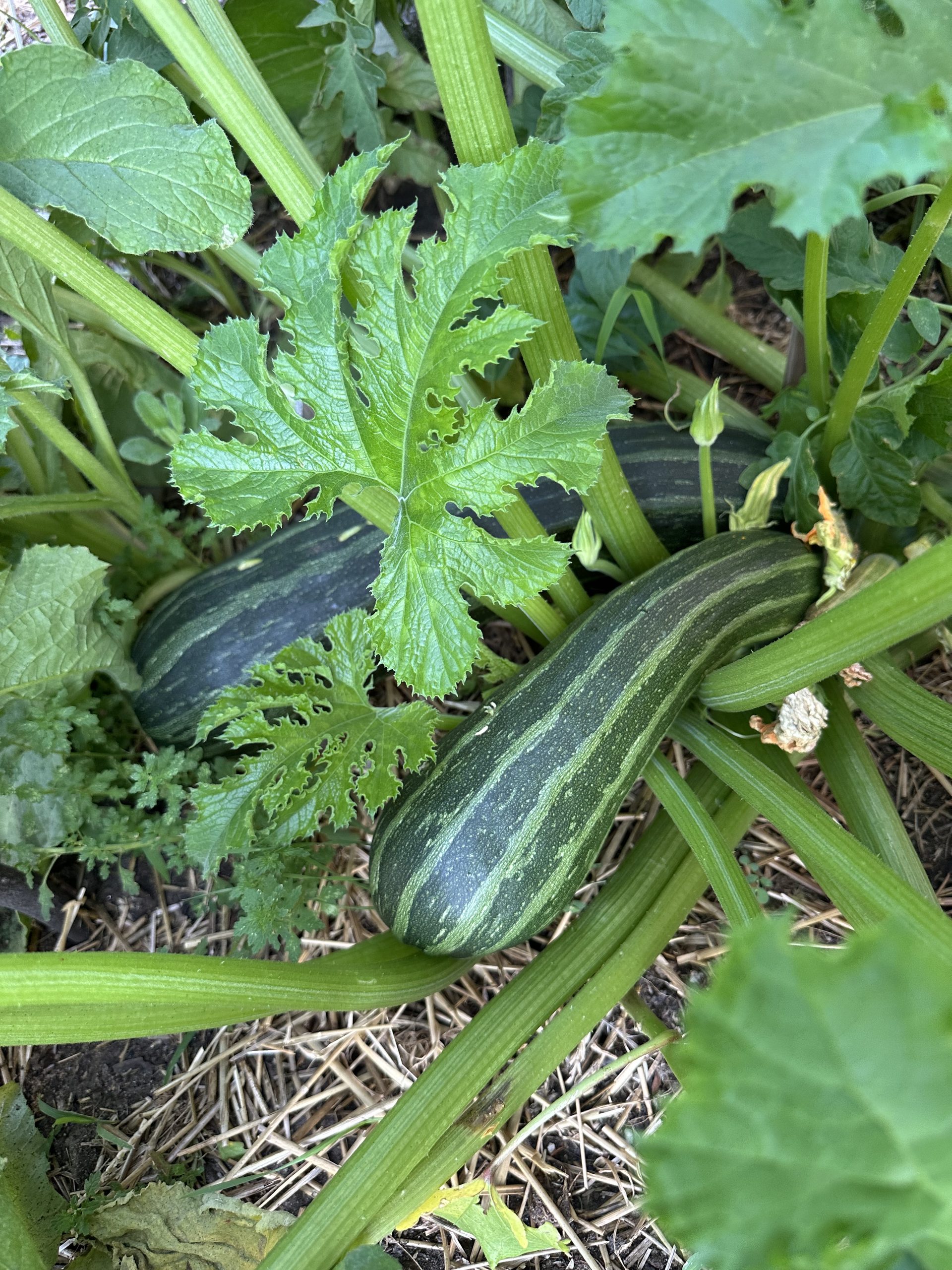 Image of green striped zucchinis growing in the garden