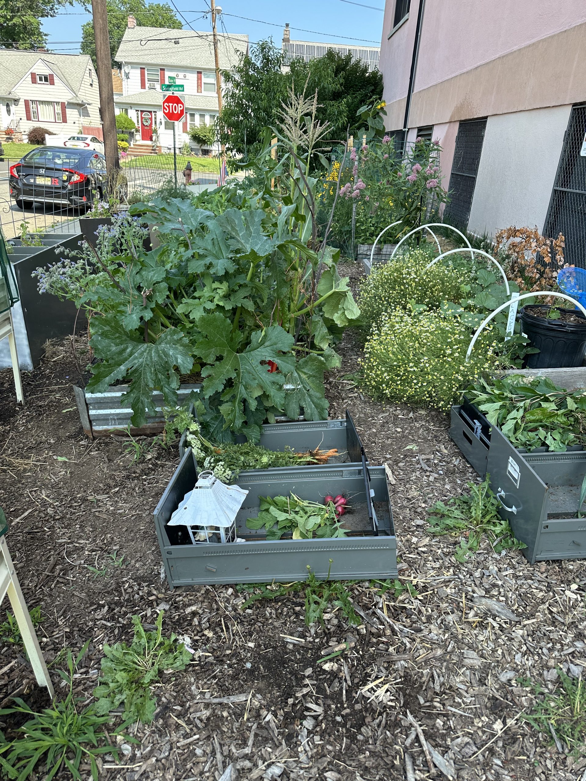 Image of the raised garden beds inside the School No. 12 garden