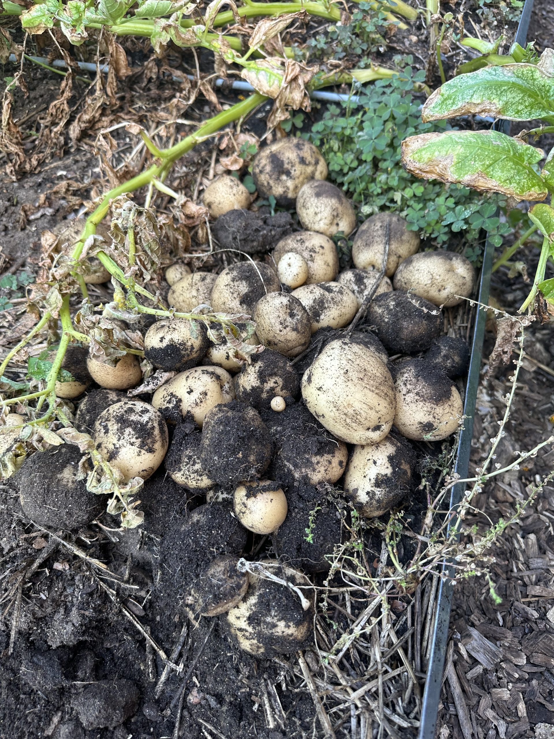 Image of freshly harvested yellow potatoes in the garden