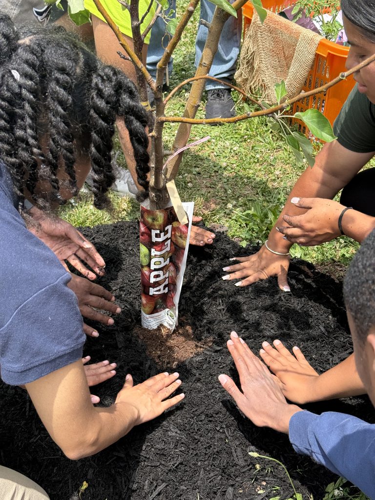 Community members planting an apple tree.