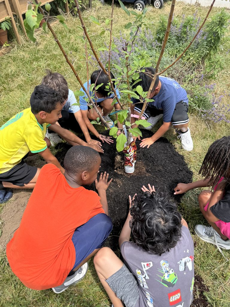 Students planting an apple tree.