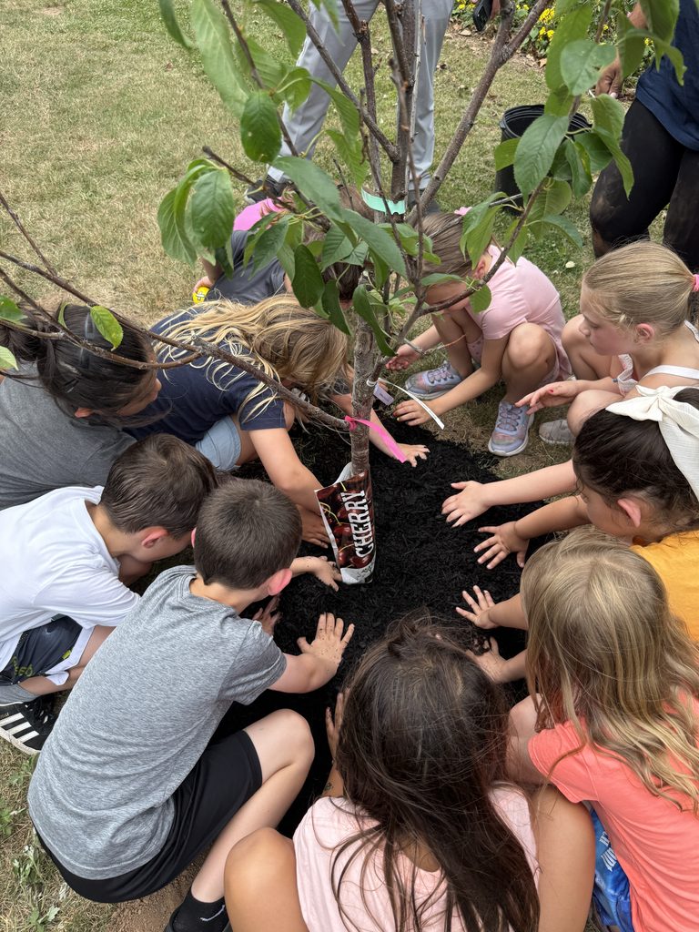 Students planting a cherry tree.