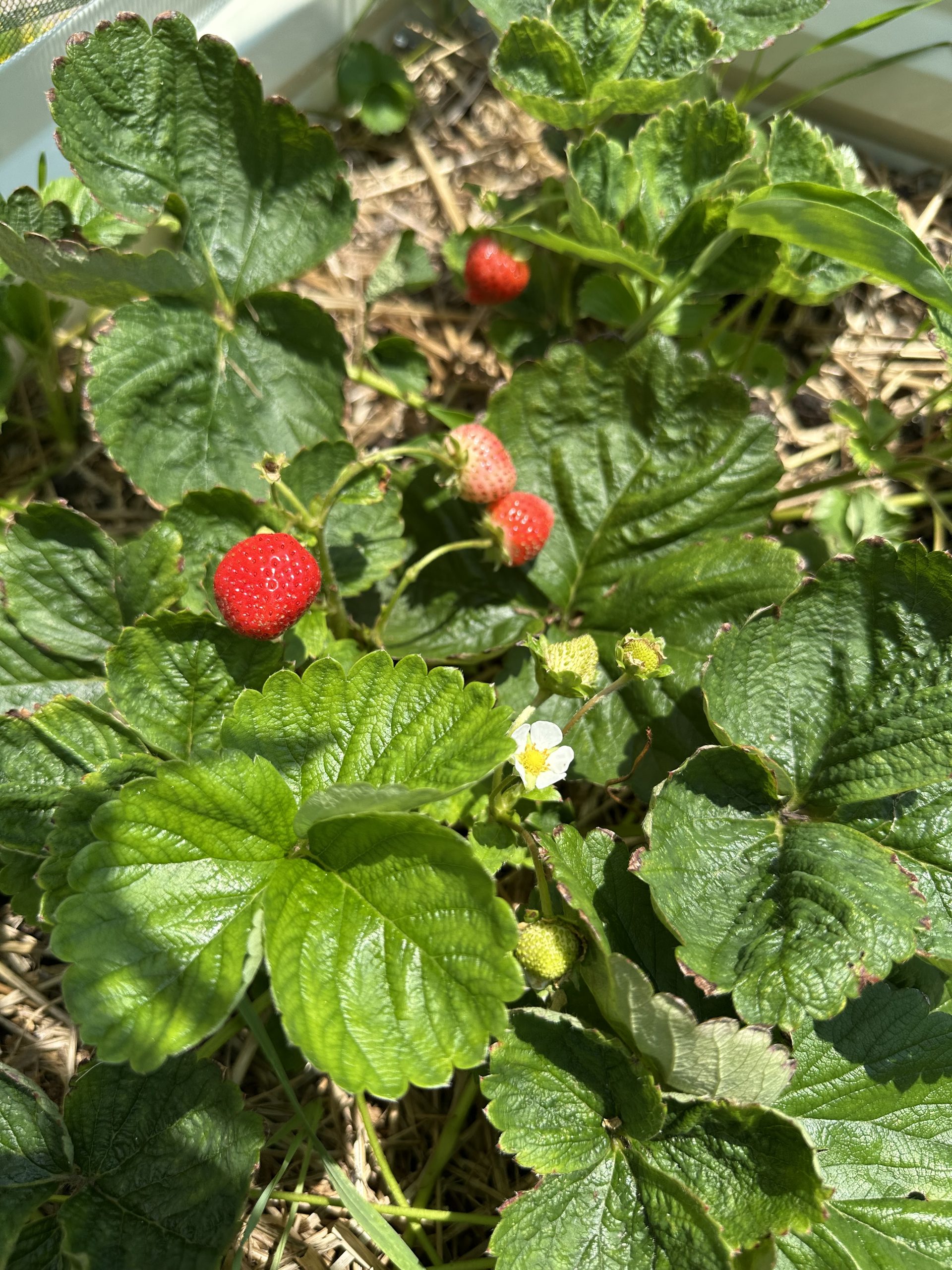 strawberry plant growing in the garden