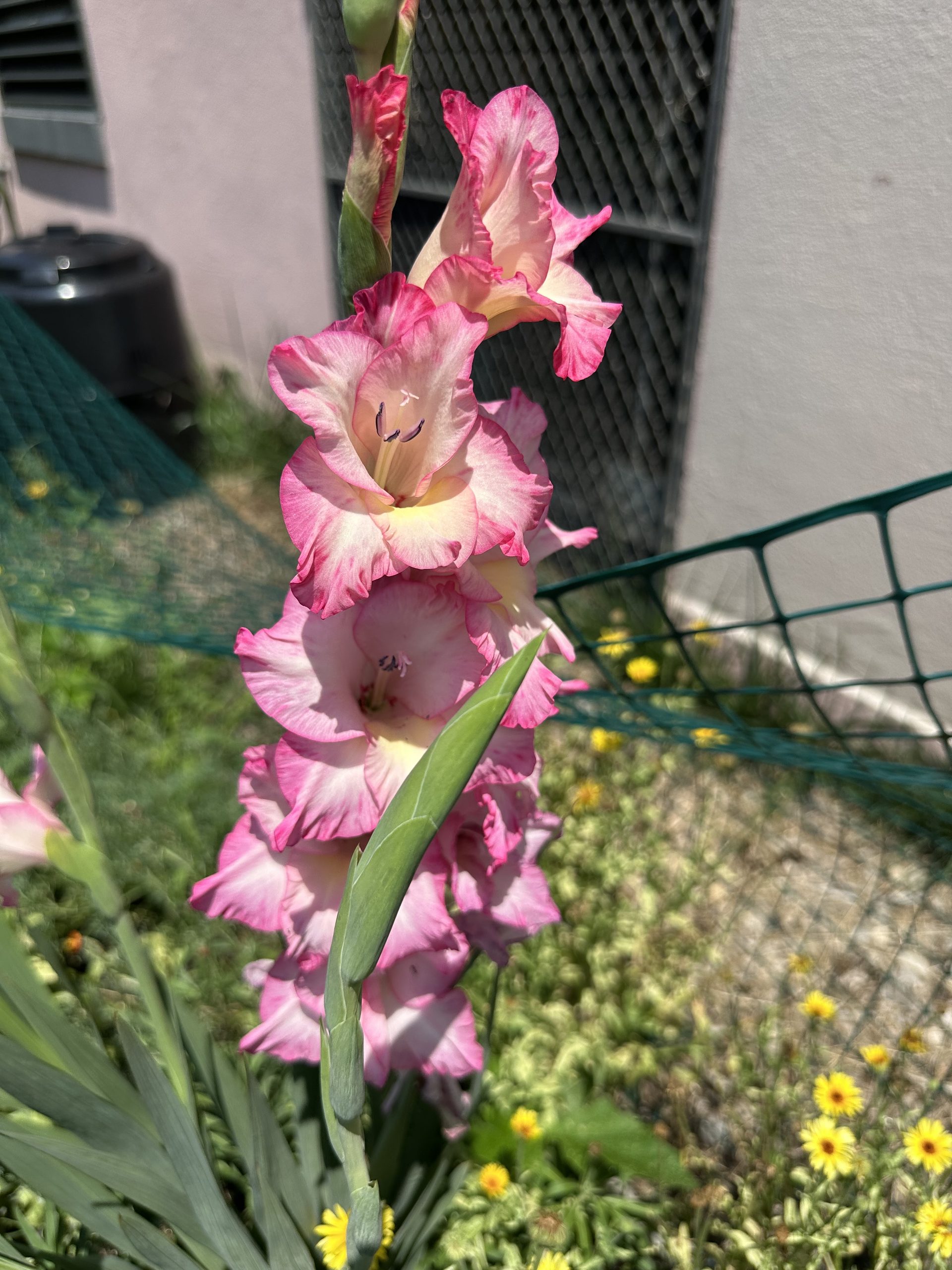 Blooming gladiolus flower plant