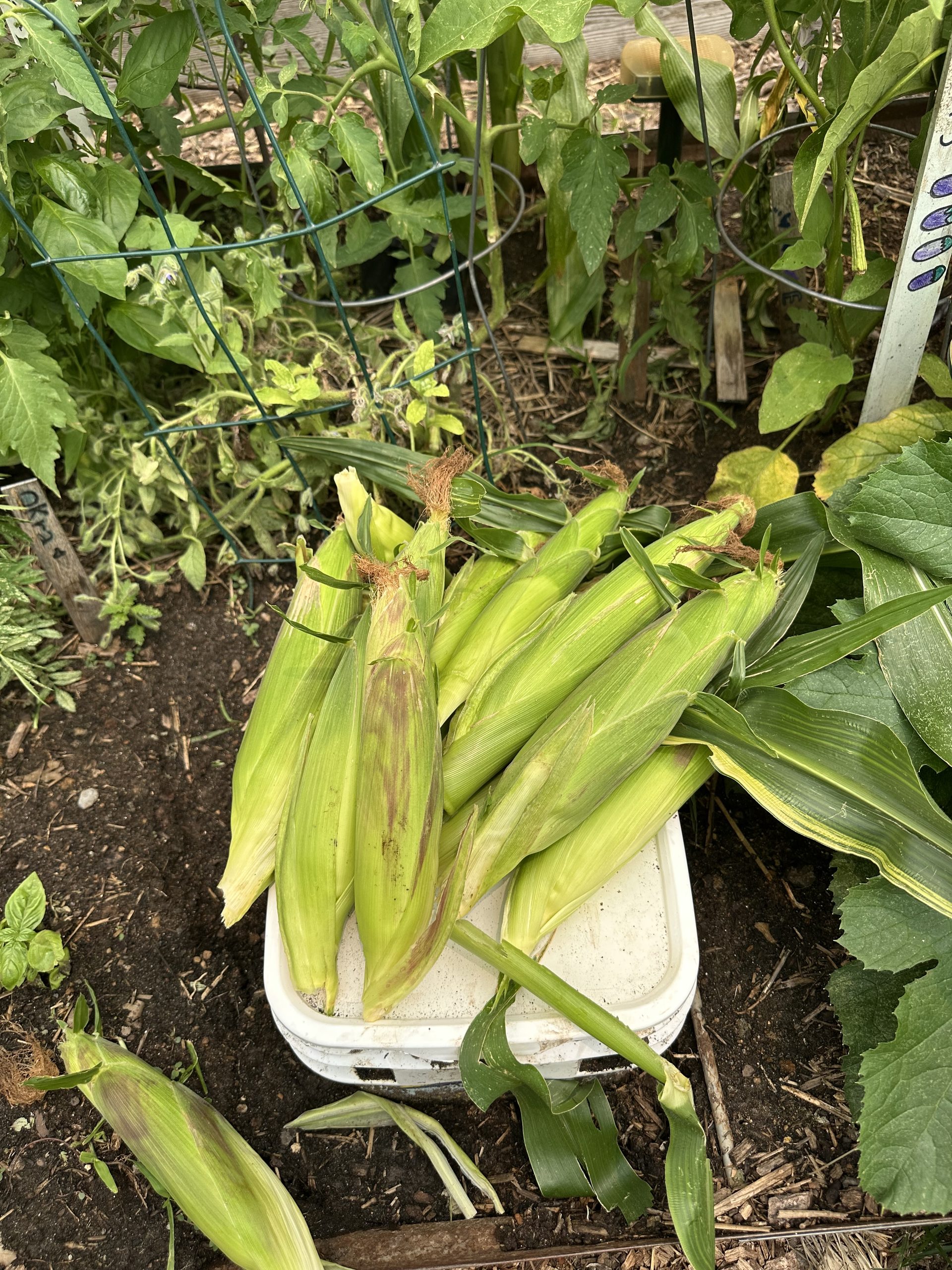Freshly picked ears of corn