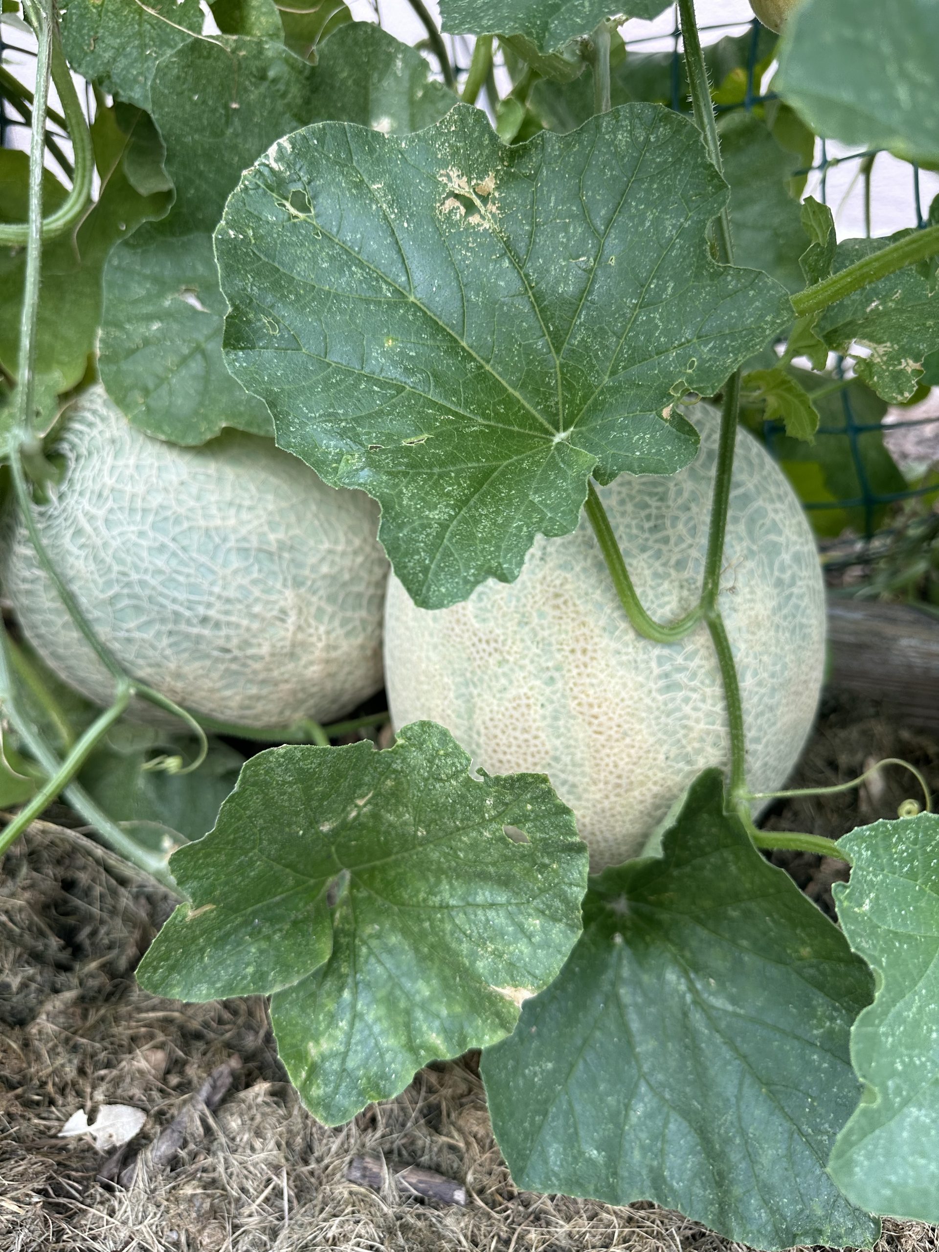 large round cantaloupes growing in the garden
